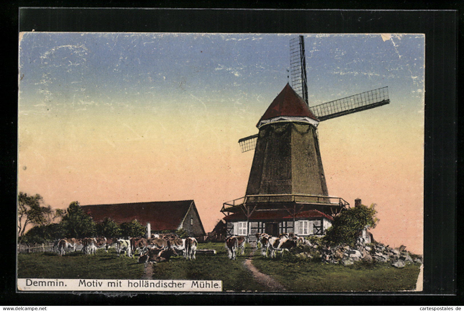 AK Demmin, Haus, Kühe Und Holländische Mühle  - Demmin