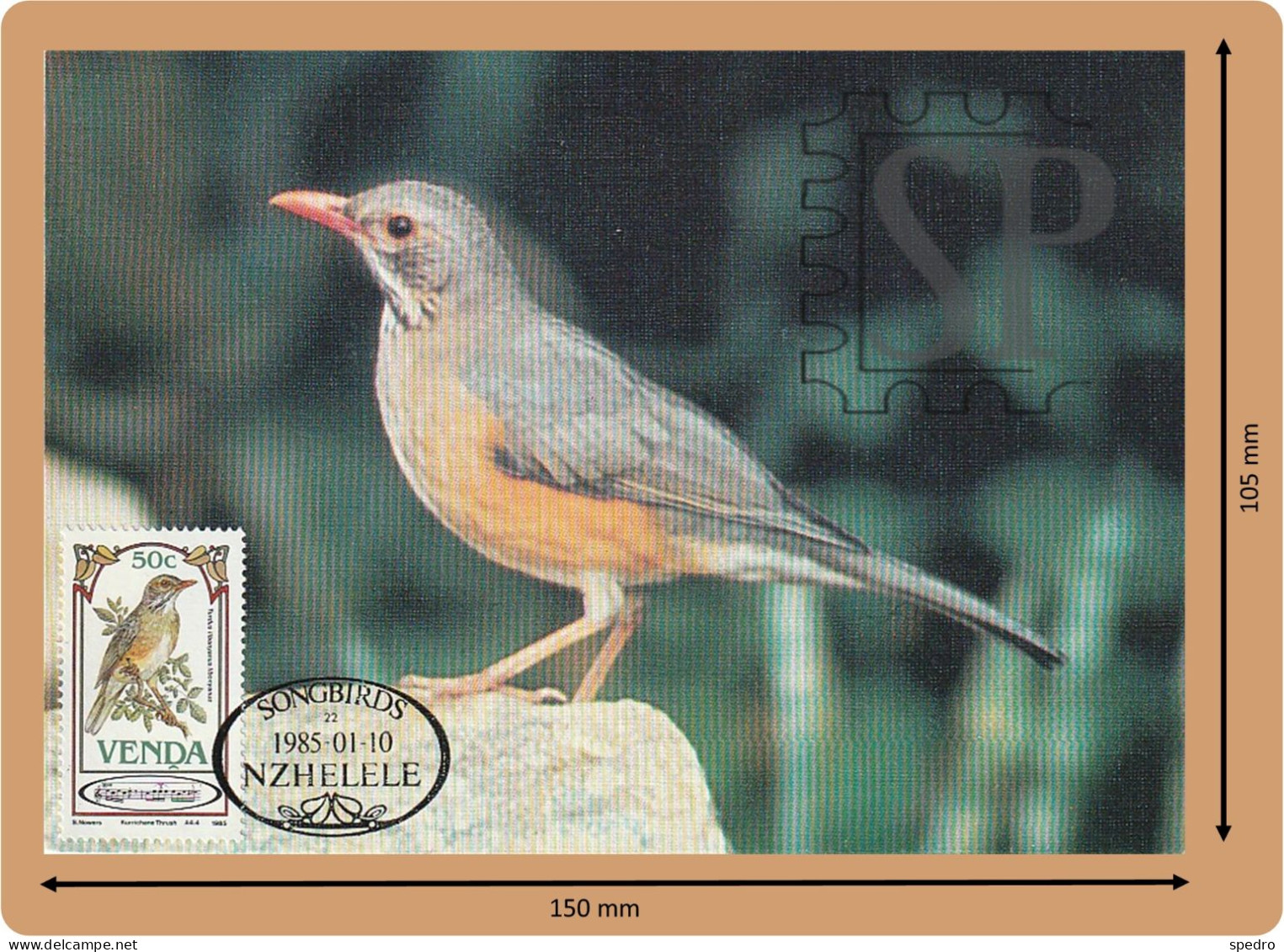 1985 Venda Postal Máximo Tordo-chicharro Turdus Libonyana Bird Birds Aves Maximum Maxicard Song Nzhelele - Venda