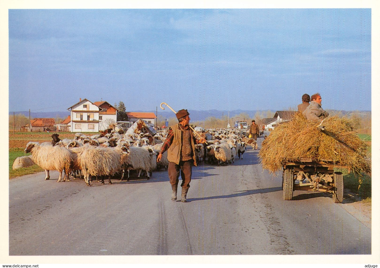 Guerre Bosnie-Herzegovine, République SERBE -Berger Et Son Troupeau  (Photo SFOR) - Bosnia And Herzegovina