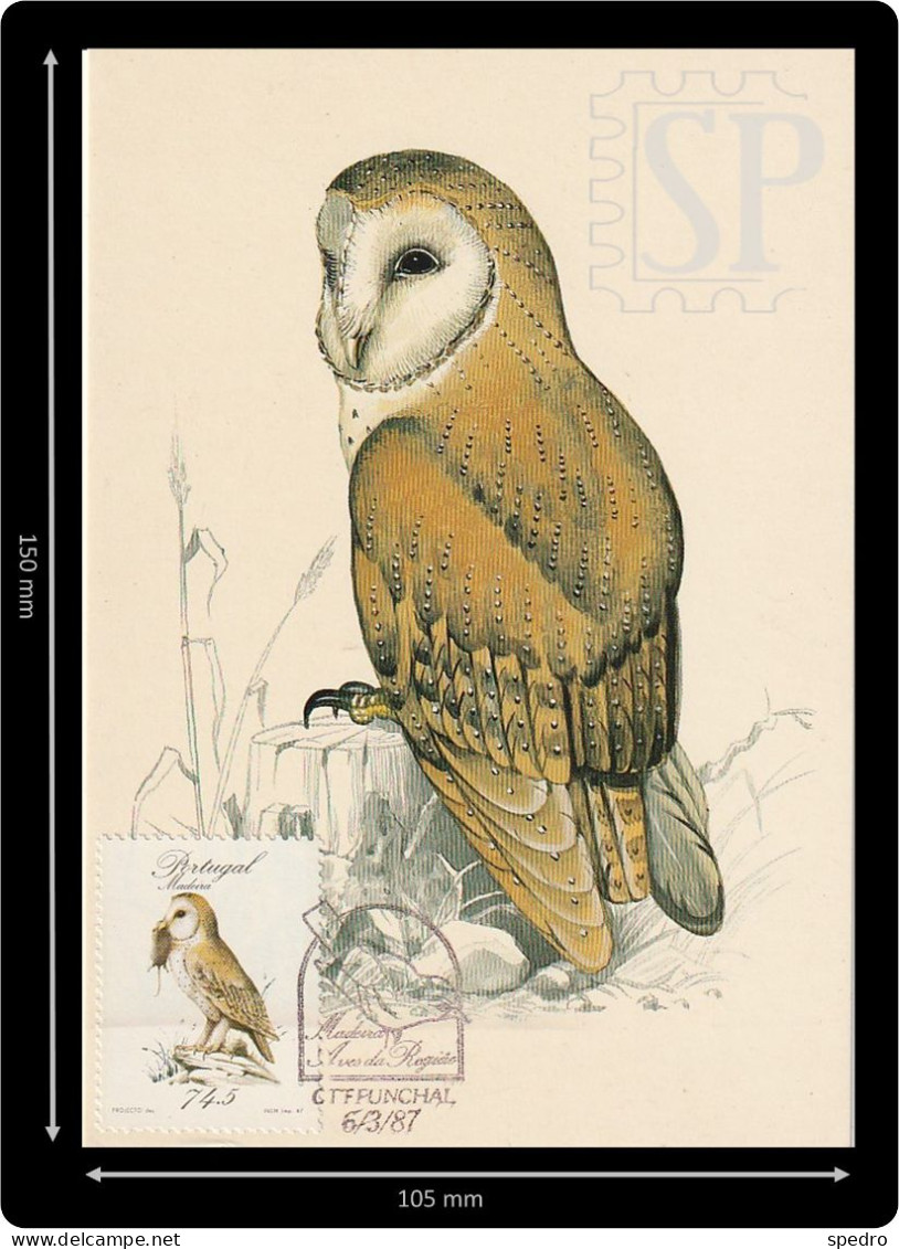 1987 Portugal Madeira Postal Máximo Coruja Tyto Alba Schmitzi Maxicard Maximum Cpm Bird Birds  Owl Hibou - Cartoline Maximum