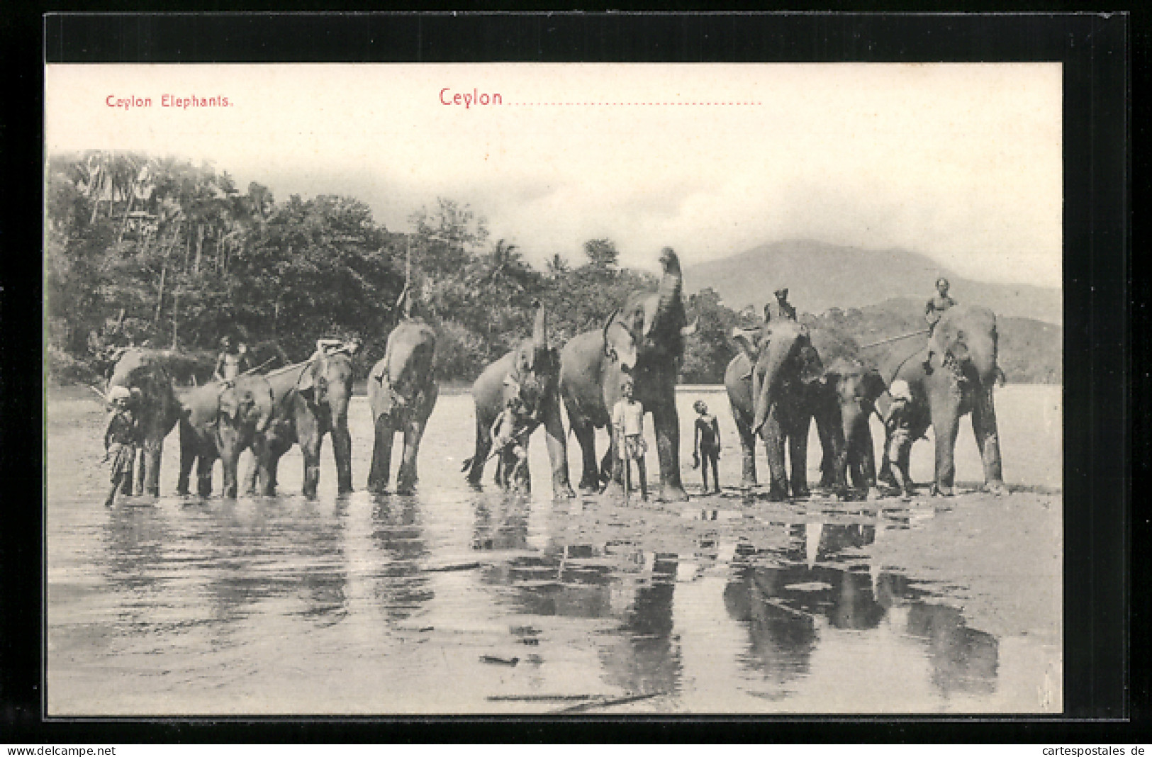 AK Ceylon, Arbeitselefanten Mit Besitzern An Der Wasserstelle  - Éléphants