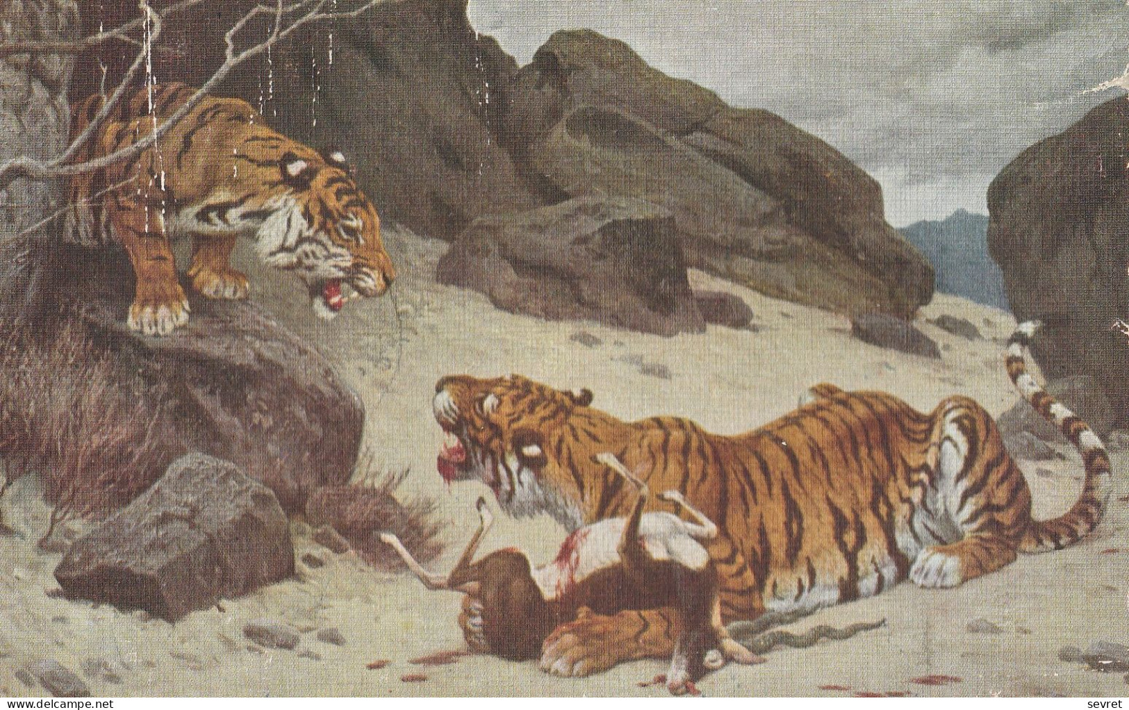 TIGRES SE DISPUTANT UNE PROIE - Tigers