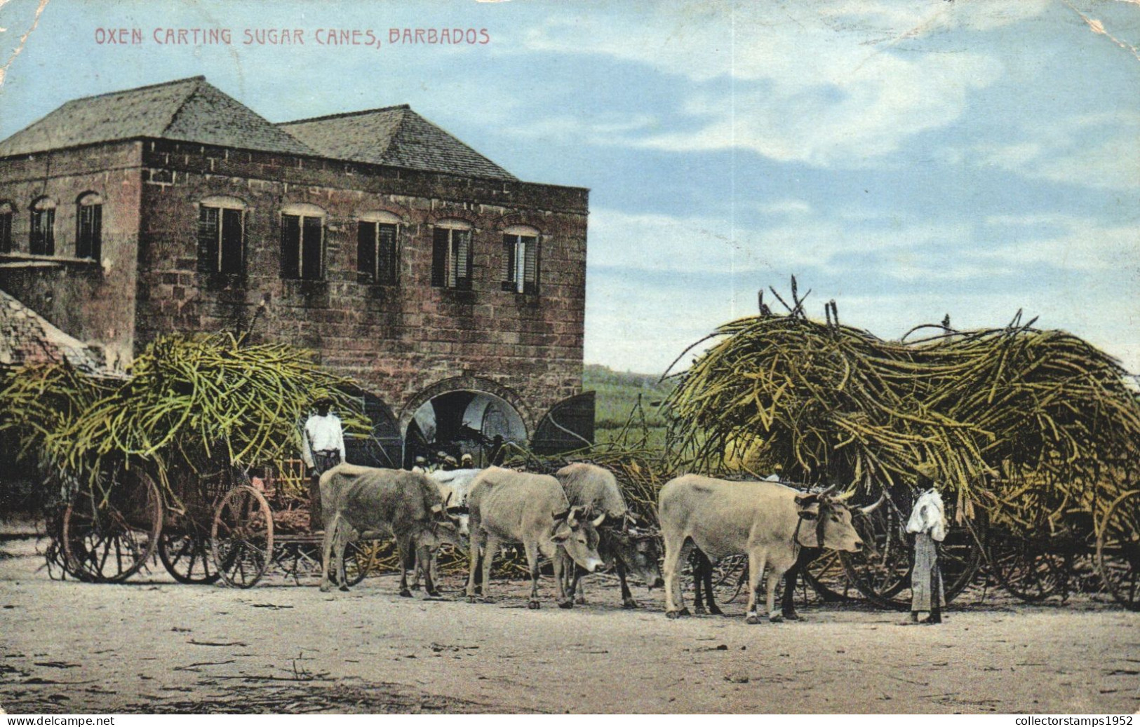 BARBADOS, OXEN CART, SUGAR CANES, OX, ARCHITECTURE, ANTILLES, POSTCARD - Barbados (Barbuda)