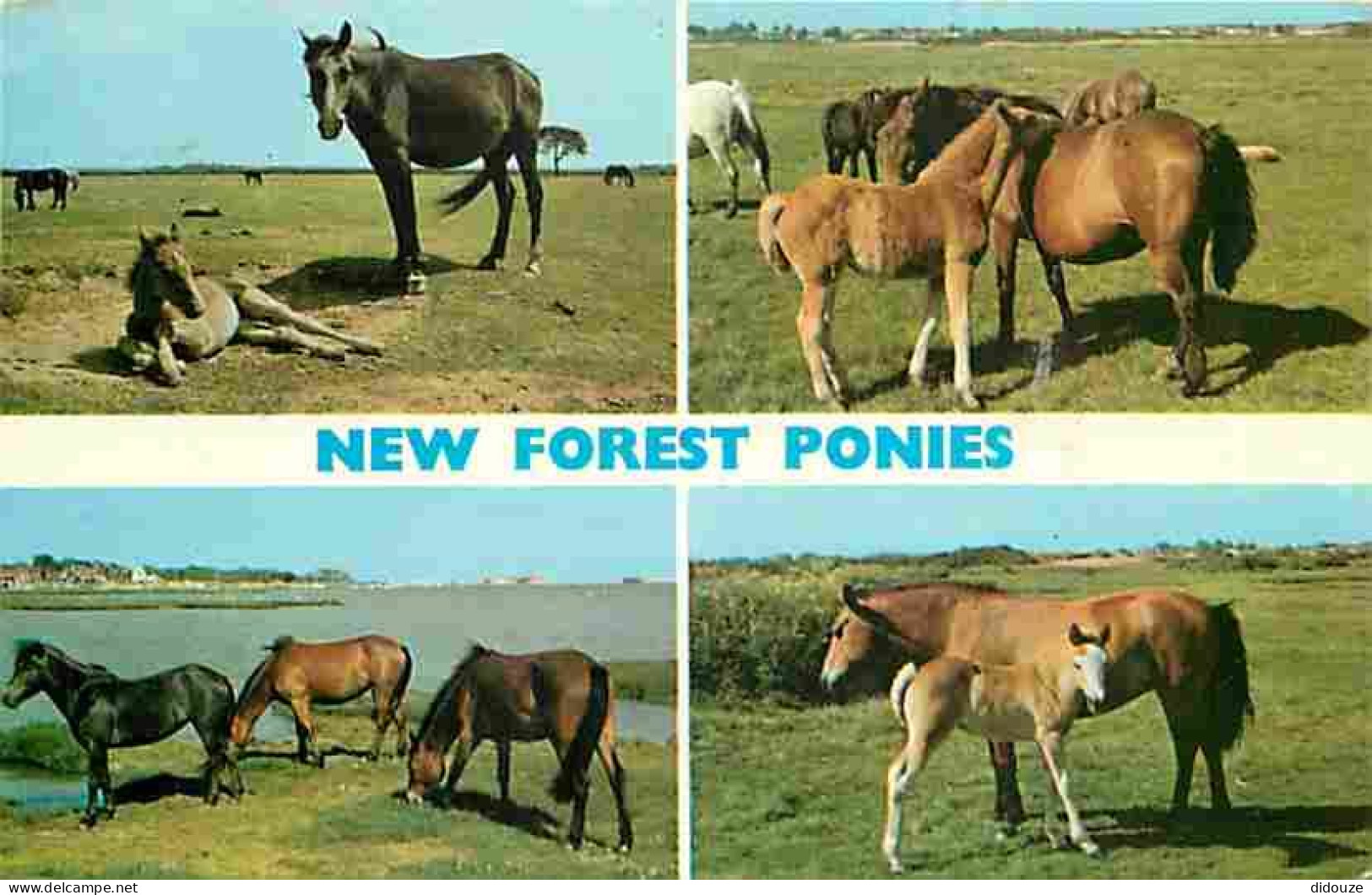 Animaux - Chevaux - Royaume-Uni - New Forest Ponies - Multivues - CPM - UK - Voir Scans Recto-Verso - Chevaux