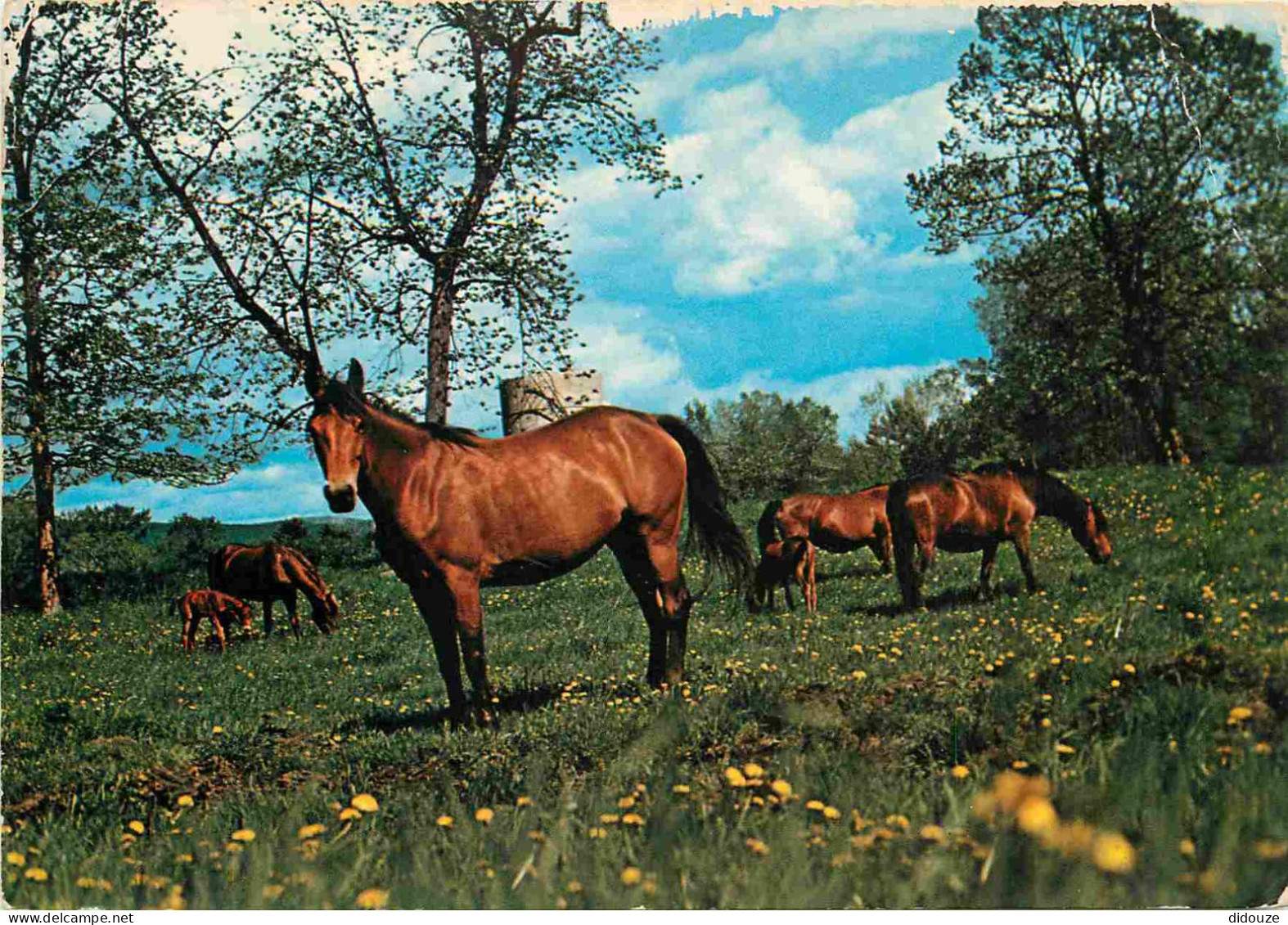 Animaux - Chevaux - Horses - Pferde - CPM - Voir Scans Recto-Verso - Chevaux
