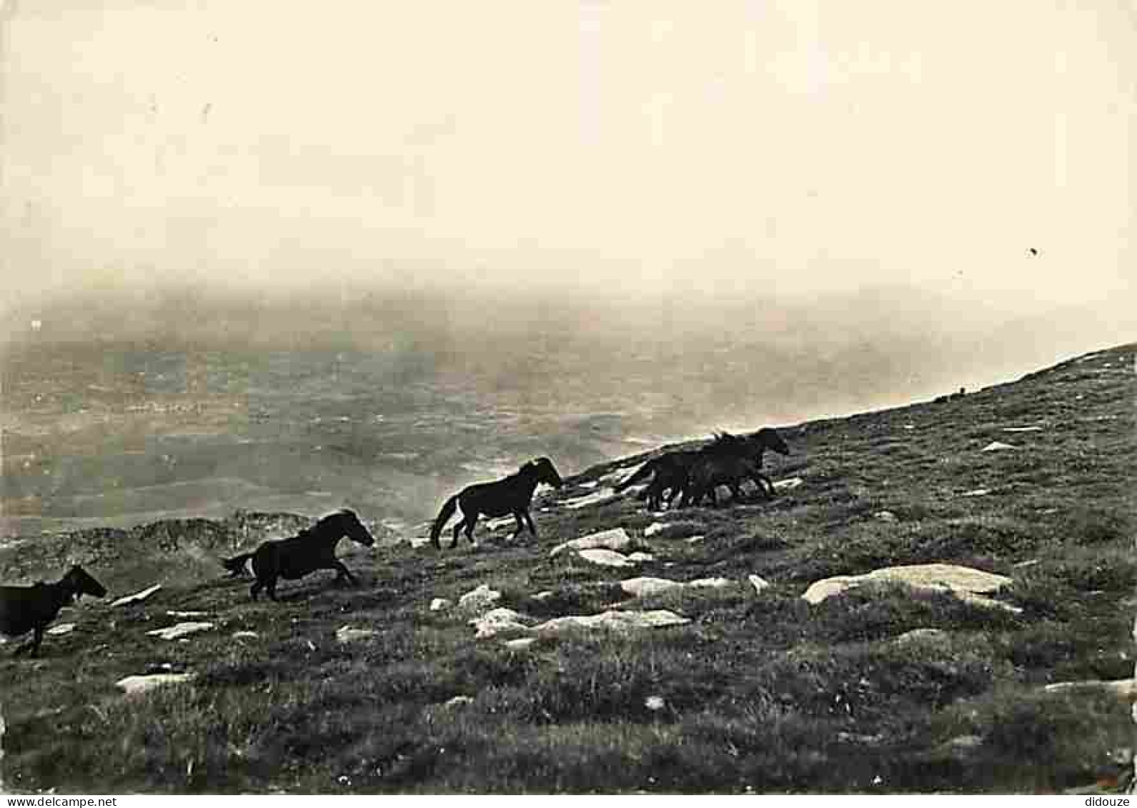 Animaux - Chevaux - Espagne - Alto De Larun - Vera De Bidasoa - Navarra - CPM - Voir Scans Recto-Verso - Chevaux