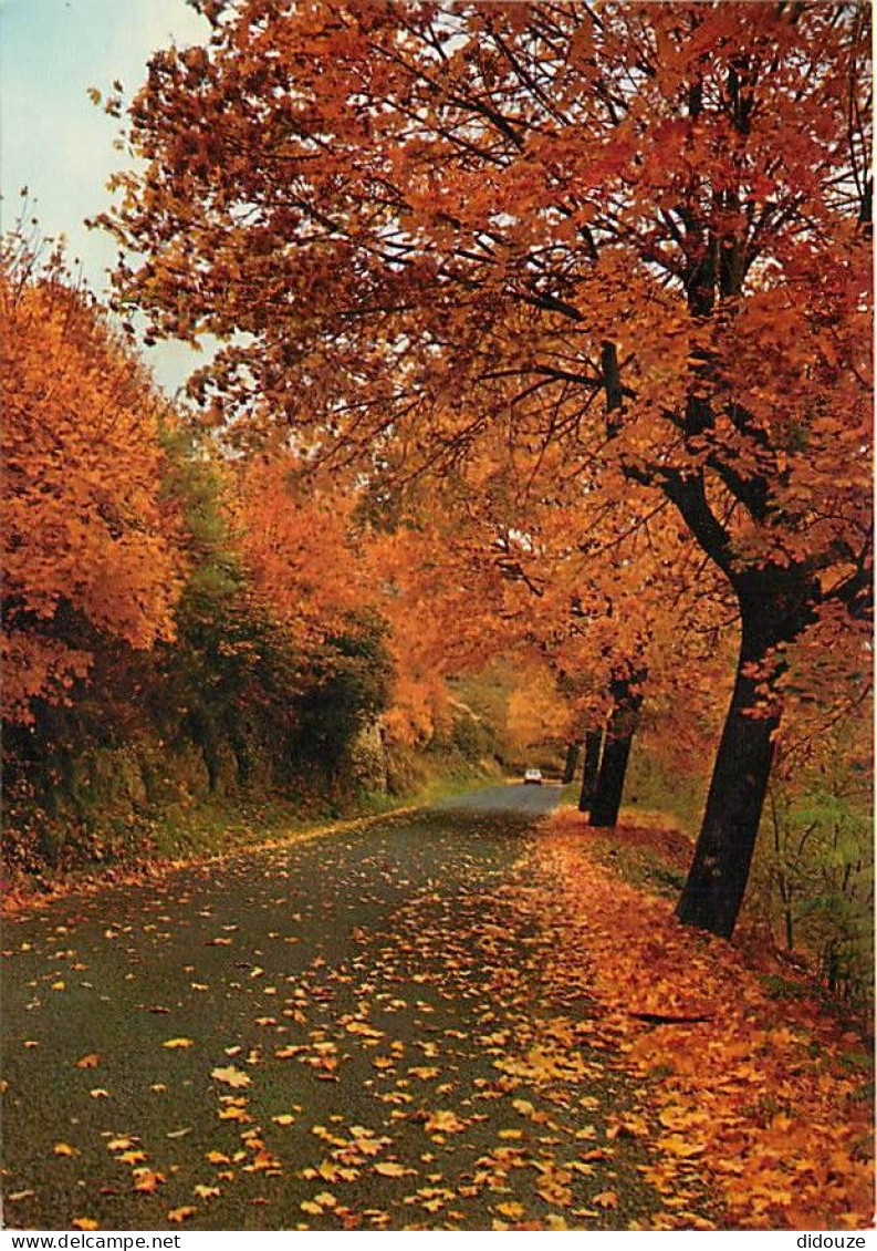 Forêt - Arbres - CPM - Voir Scans Recto-Verso - Arbres