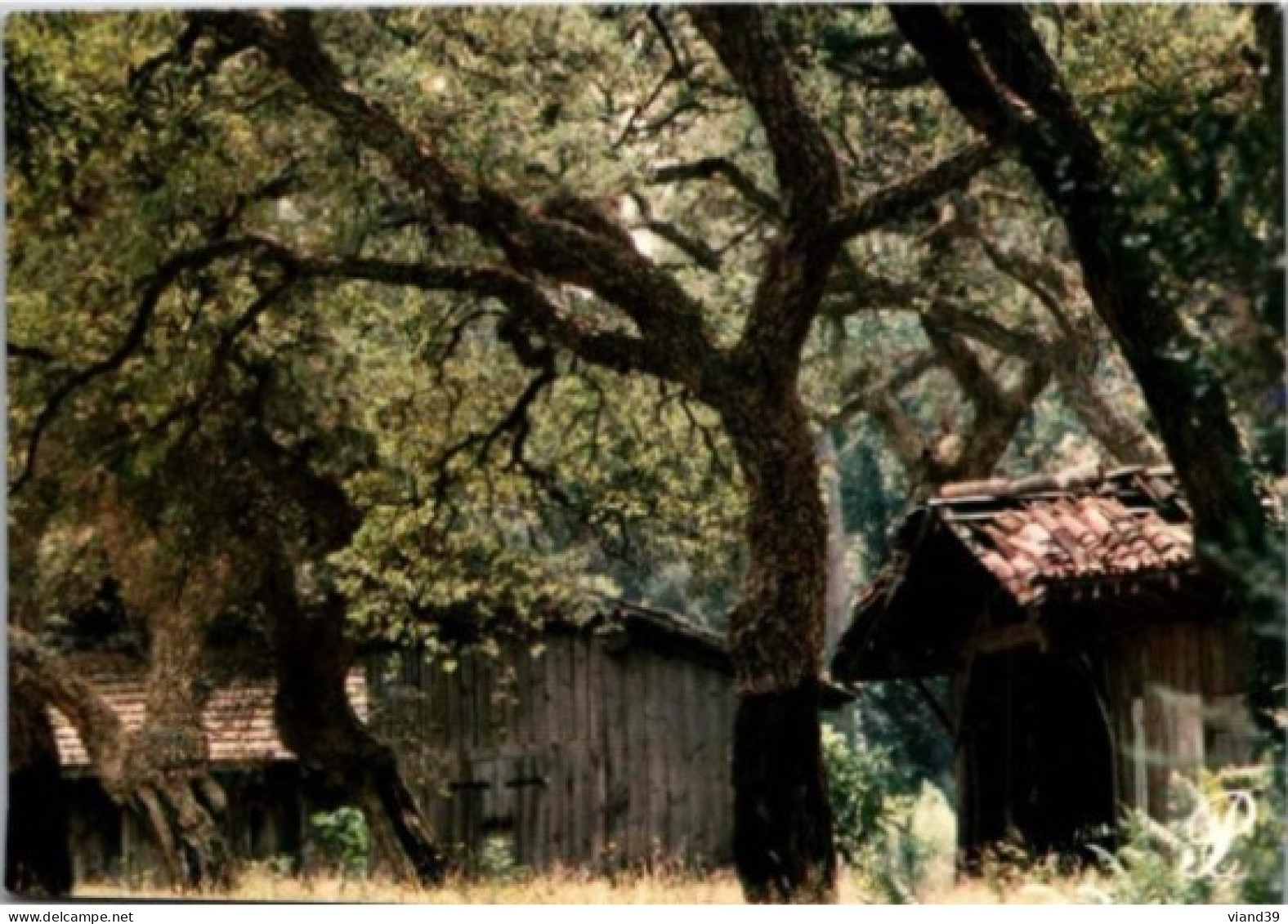 Cabanes Sous Bois. -  Non écrite. - Aquitaine