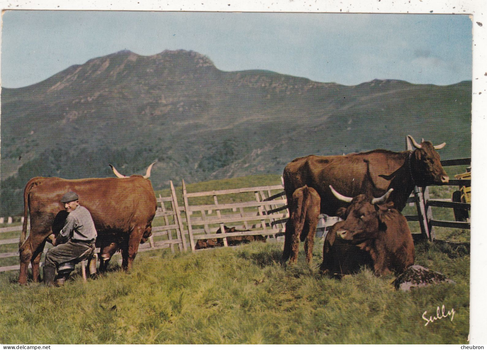 ELEVAGE. CPSM. 63. VACHES.TRAITE EN MONTAGNE. ANNEE 1974 + TEXTE - Crías