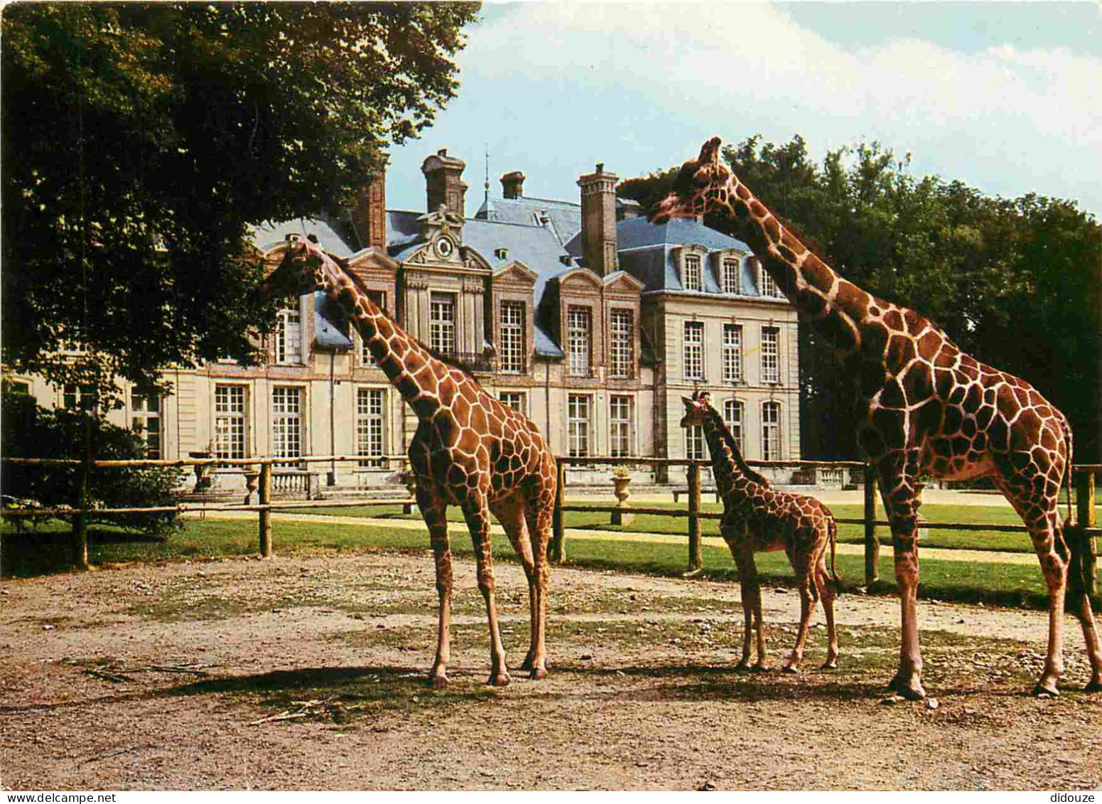 Animaux - Girafes - Réserve Africaine Du Château De Thoiry En Yvelines - Girafe Réticulée Et Son Petit Né à Thoiry - Gir - Giraffes