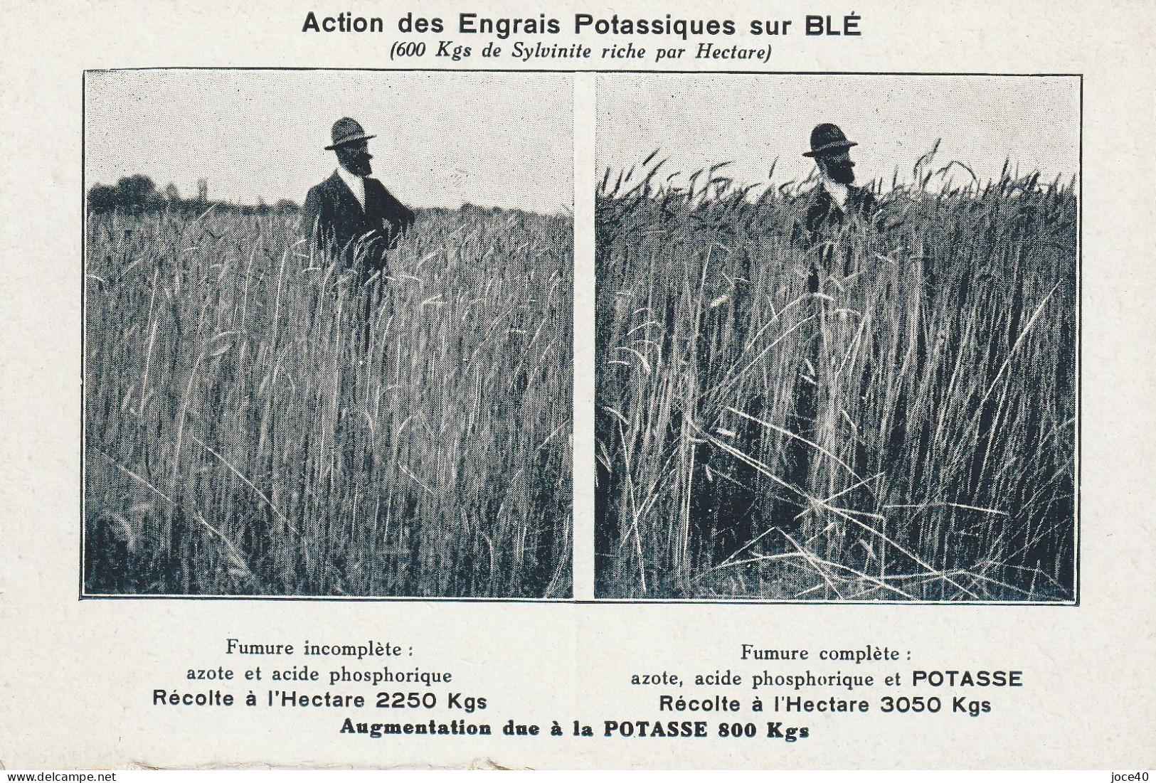 Action Des Engrais Potassiques Sur Blé - épouvantail - Cultivation