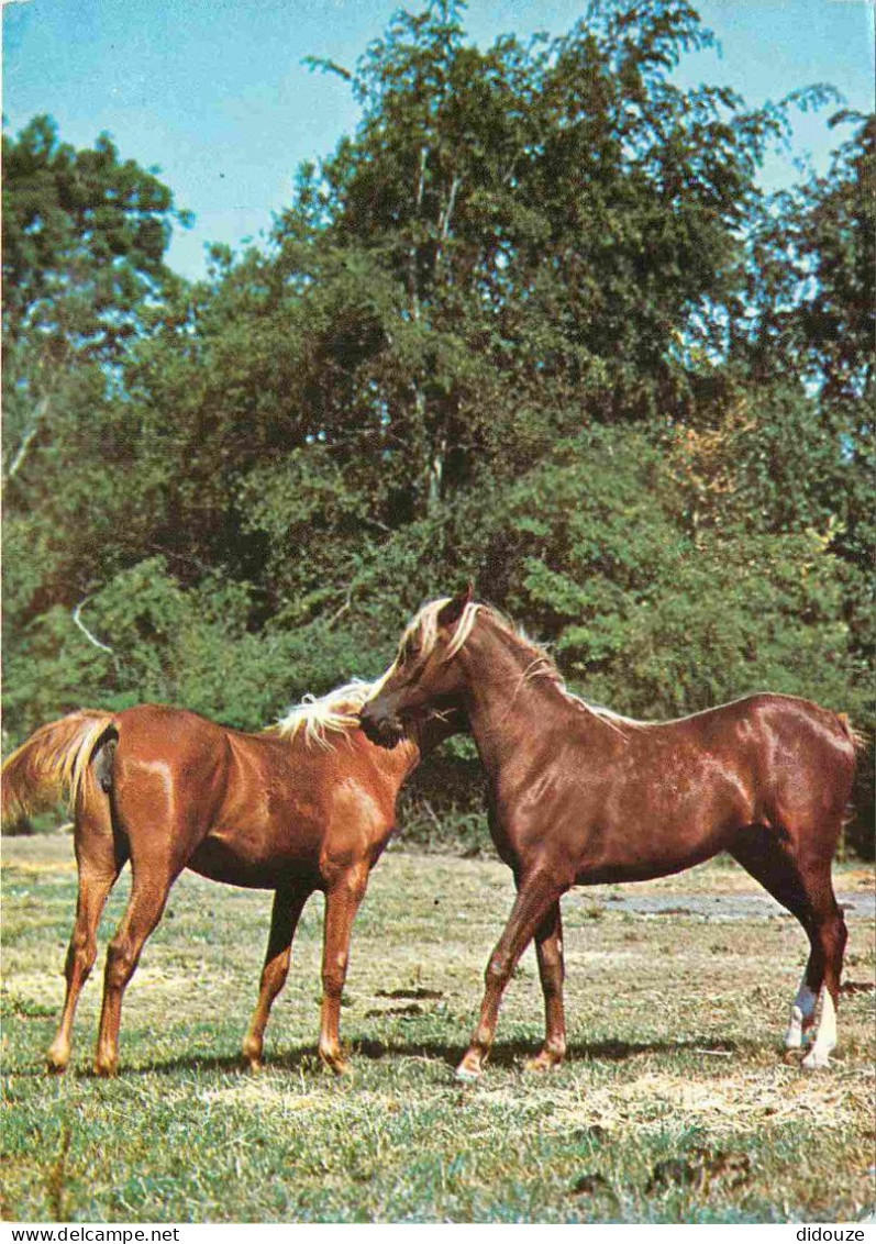 Animaux - Chevaux - Horses - Pferde - CPM - Voir Scans Recto-Verso - Chevaux