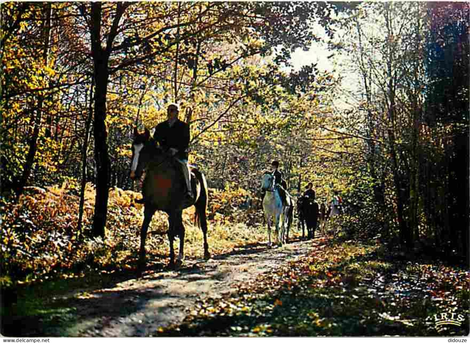 Animaux - Chevaux - Promenade Equestre En Limousin - Foret - CPM - Voir Scans Recto-Verso - Chevaux