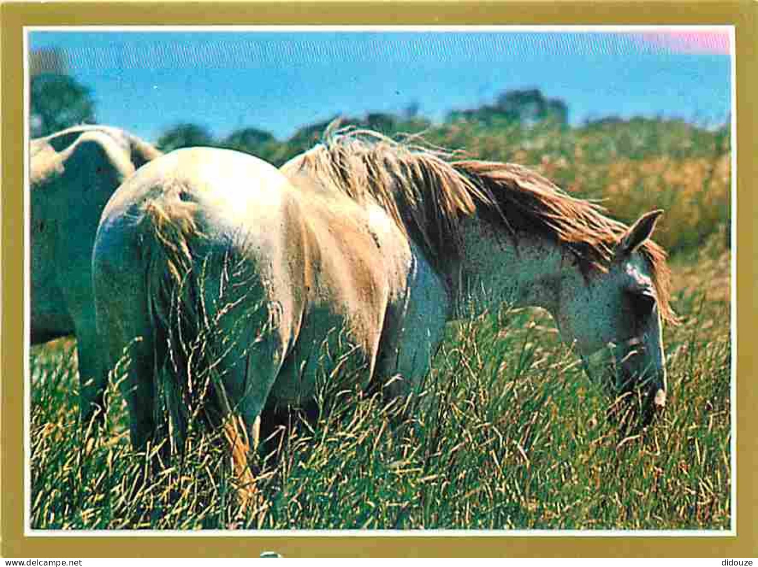 Animaux - Chevaux - La Passion Du Cheval - Photo Serge Farissier - Carte Neuve - CPM - Voir Scans Recto-Verso - Chevaux