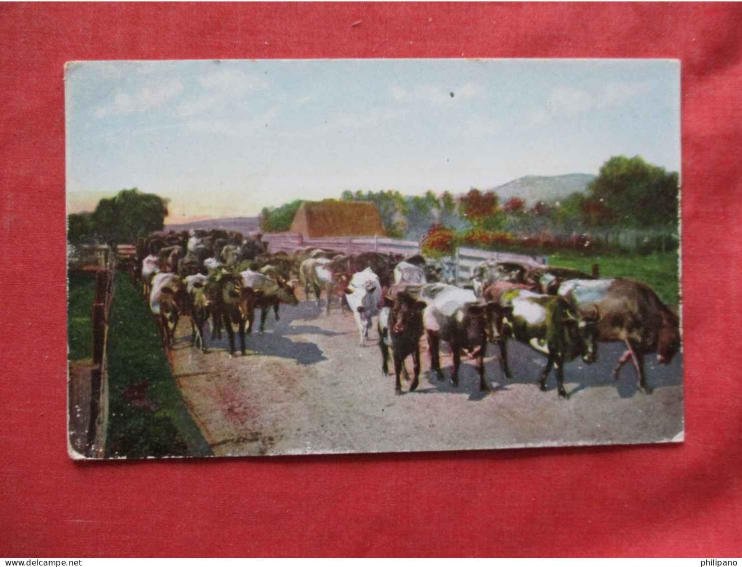 175 Cows To Supply Hotel Potter.  Santa Barbara  California > Santa Barbara .     Ref 6378 - Santa Barbara