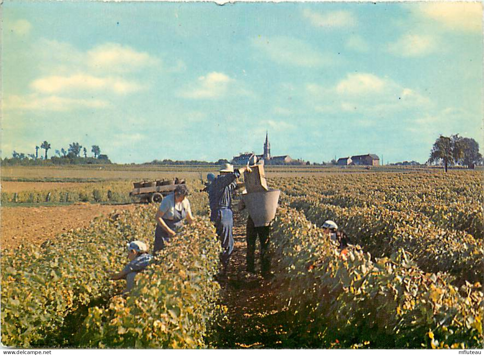 58* POUILLY SUR LOIRE  Vendanges  (CPM 10x15cm)           MA64-1056 - Pouilly Sur Loire