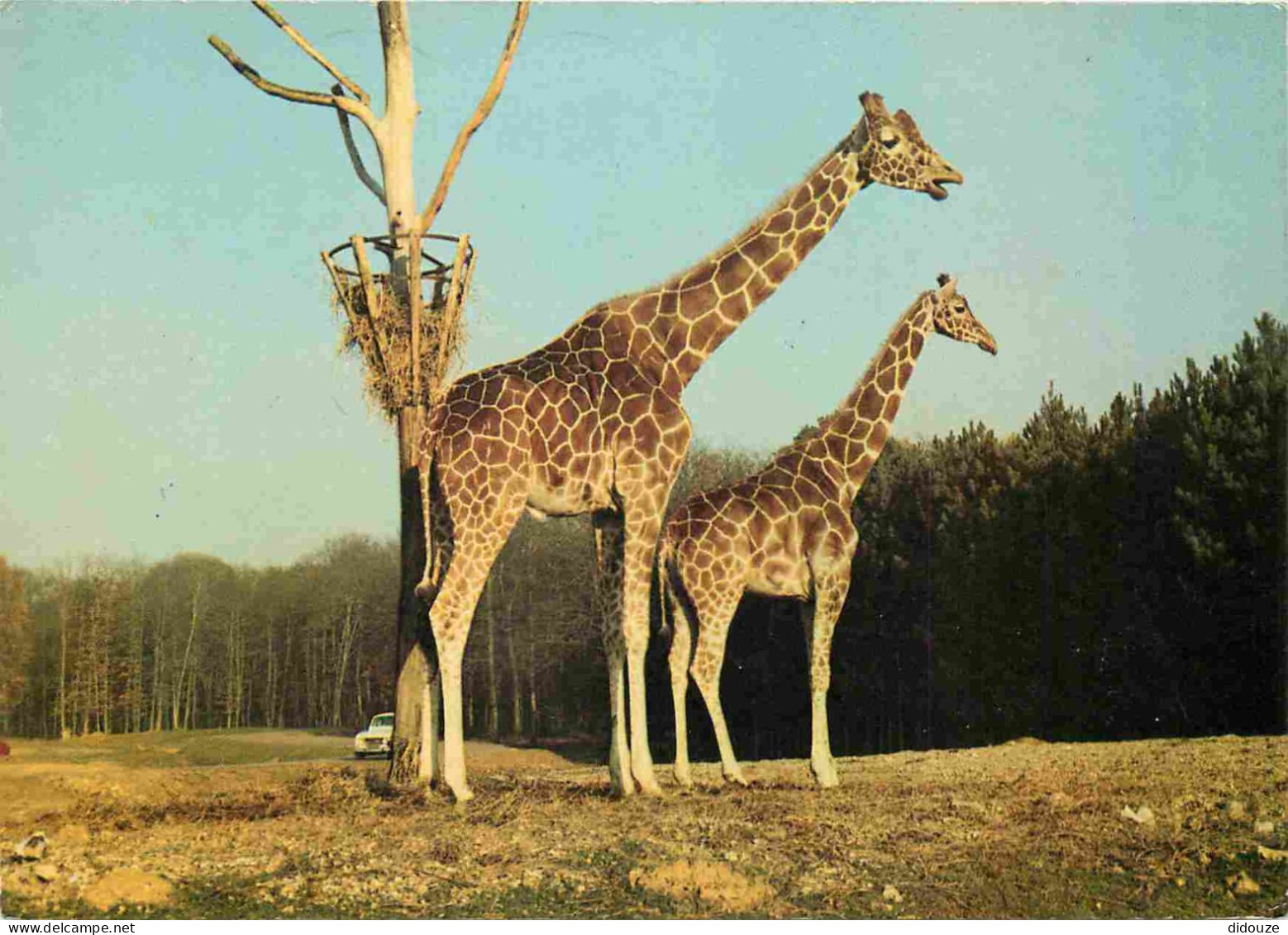 Animaux - Girafes - Réserve Africaine Du Château De Thoiry En Yvelines - Zoo - CPM - Voir Scans Recto-Verso - Giraffes