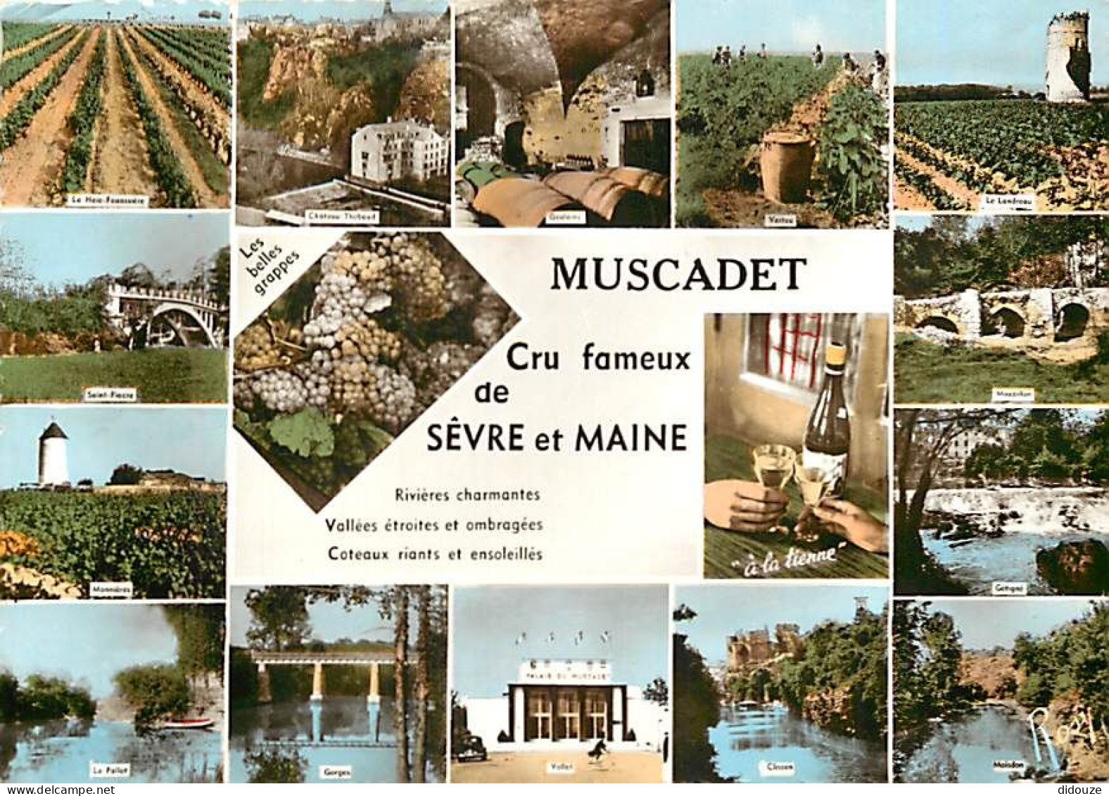 Vignes - Pays Nantais - Sèvre Et Maine - Muscadet - Multivues - Vendanges - Carte Dentelée - CPSM Grand Format - Voir Sc - Vignes