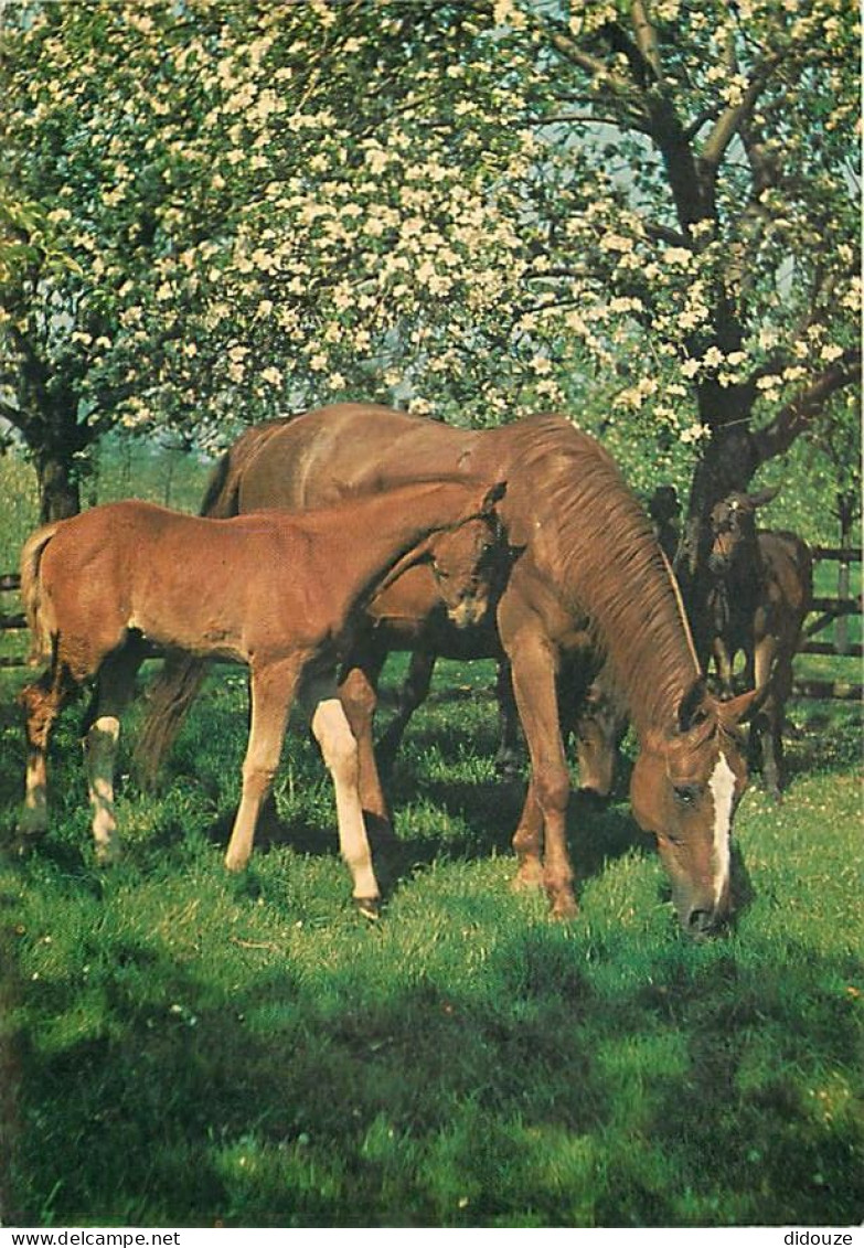 Animaux - Chevaux - Pouliche Et Son Poulain - Carte Neuve - CPM - Voir Scans Recto-Verso - Chevaux