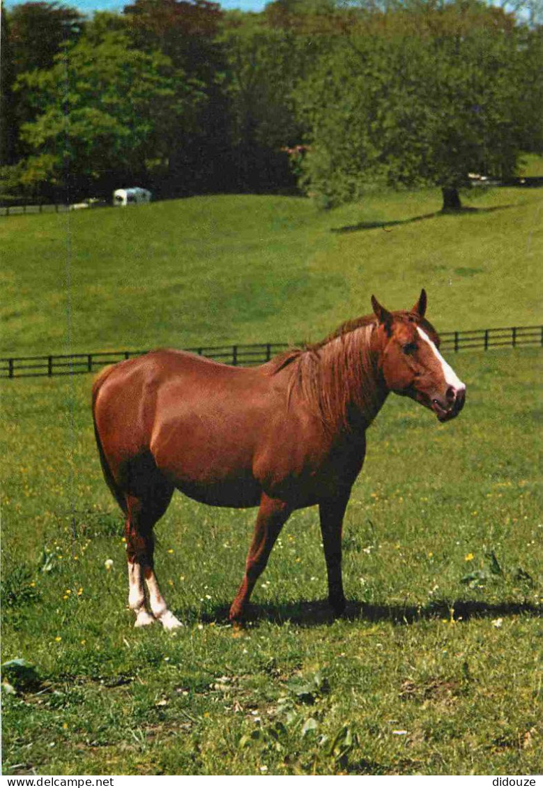 Animaux - Chevaux - Horses - Pferde - CPM - Voir Scans Recto-Verso - Chevaux