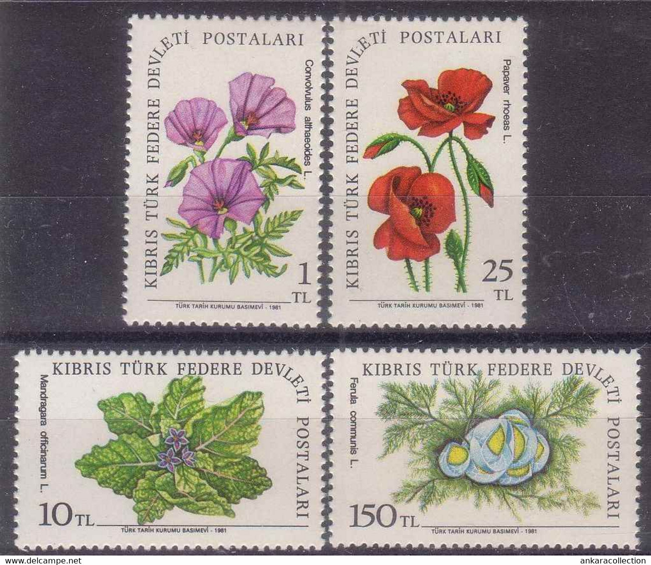AC - NORTHERN CYPRUS STAMP - FIELD FLOWERS MNH 28 SEPTEMBER 1981 - Unused Stamps