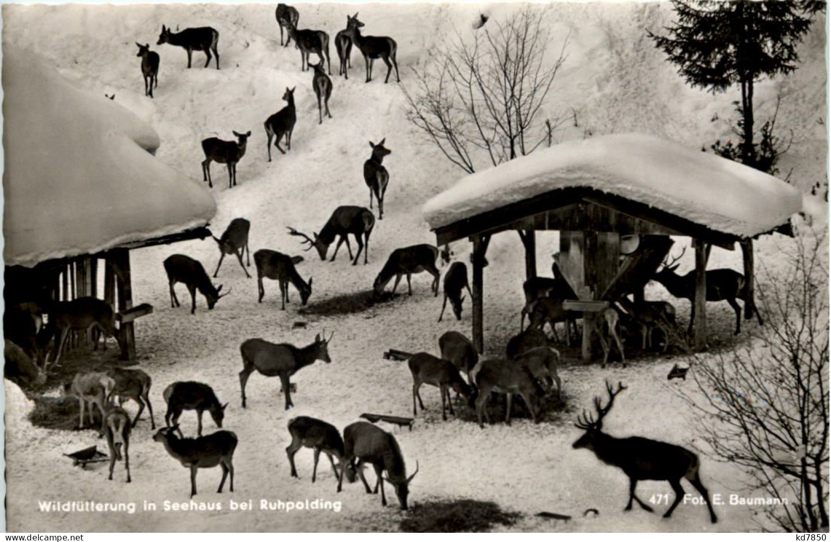 Ruhpolding, Wildfütterung In Seehaus - Ruhpolding