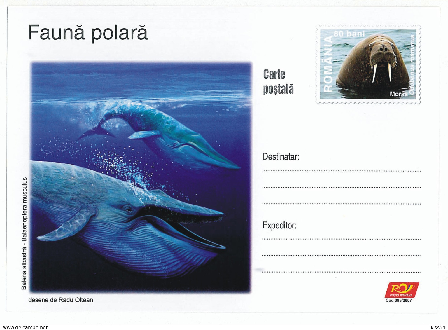 IP 2007 - 95 WHALES - Baleine & WALRUS - Stationery ( Morse In Fixed Stamp ), Romania - Stationery - Unused - 2007 - Autres & Non Classés