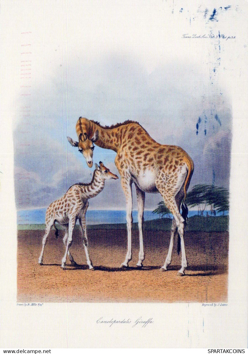 JIRAFA Animales Vintage Tarjeta Postal CPSM #PBS946.A - Giraffes