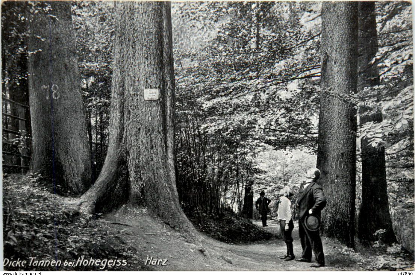 Dicke Tannen Bei Hohegeiss - Harz - Braunlage