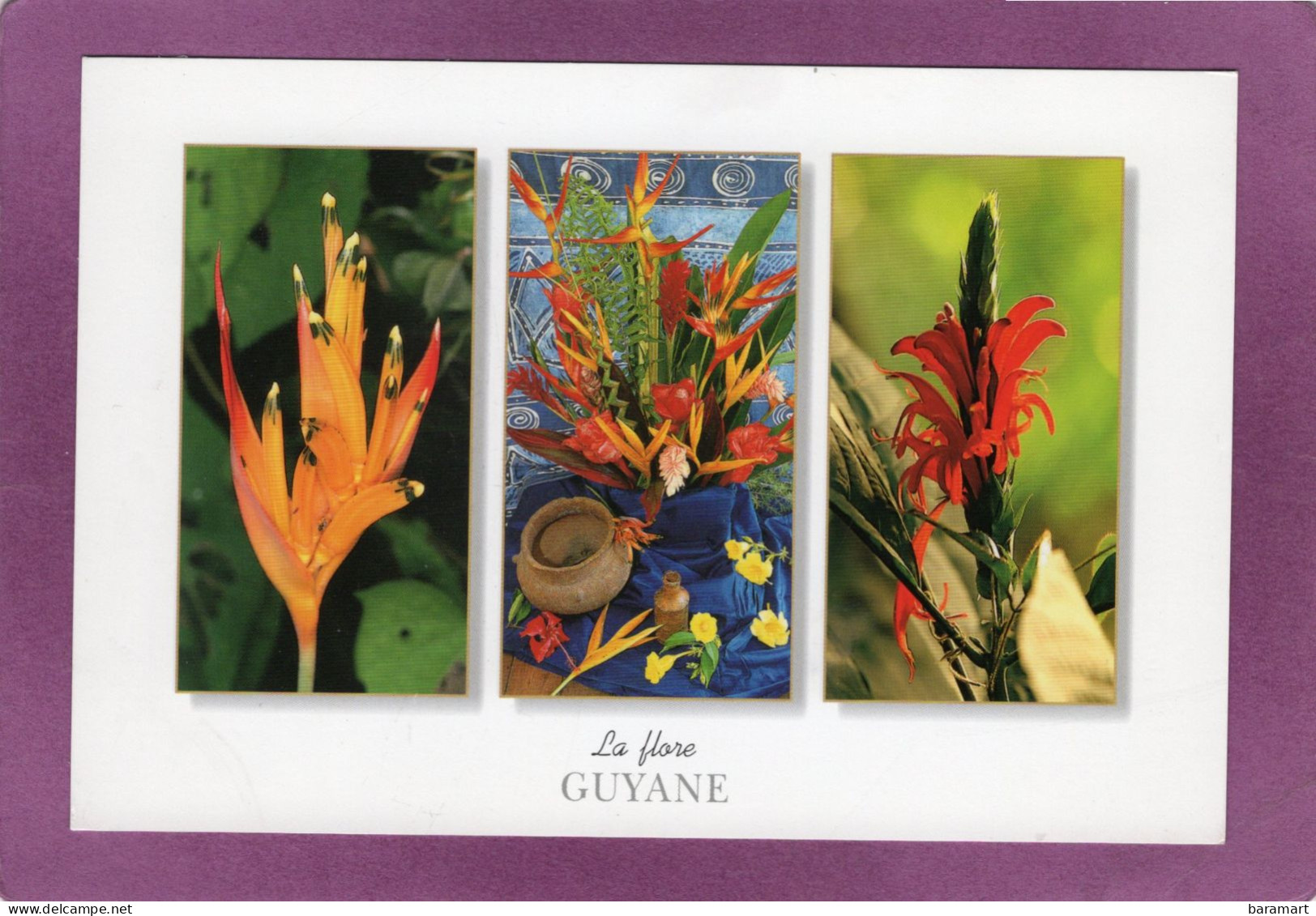 97 973 Fleurs De GUYANE  Photo Thierry Montford - Other & Unclassified