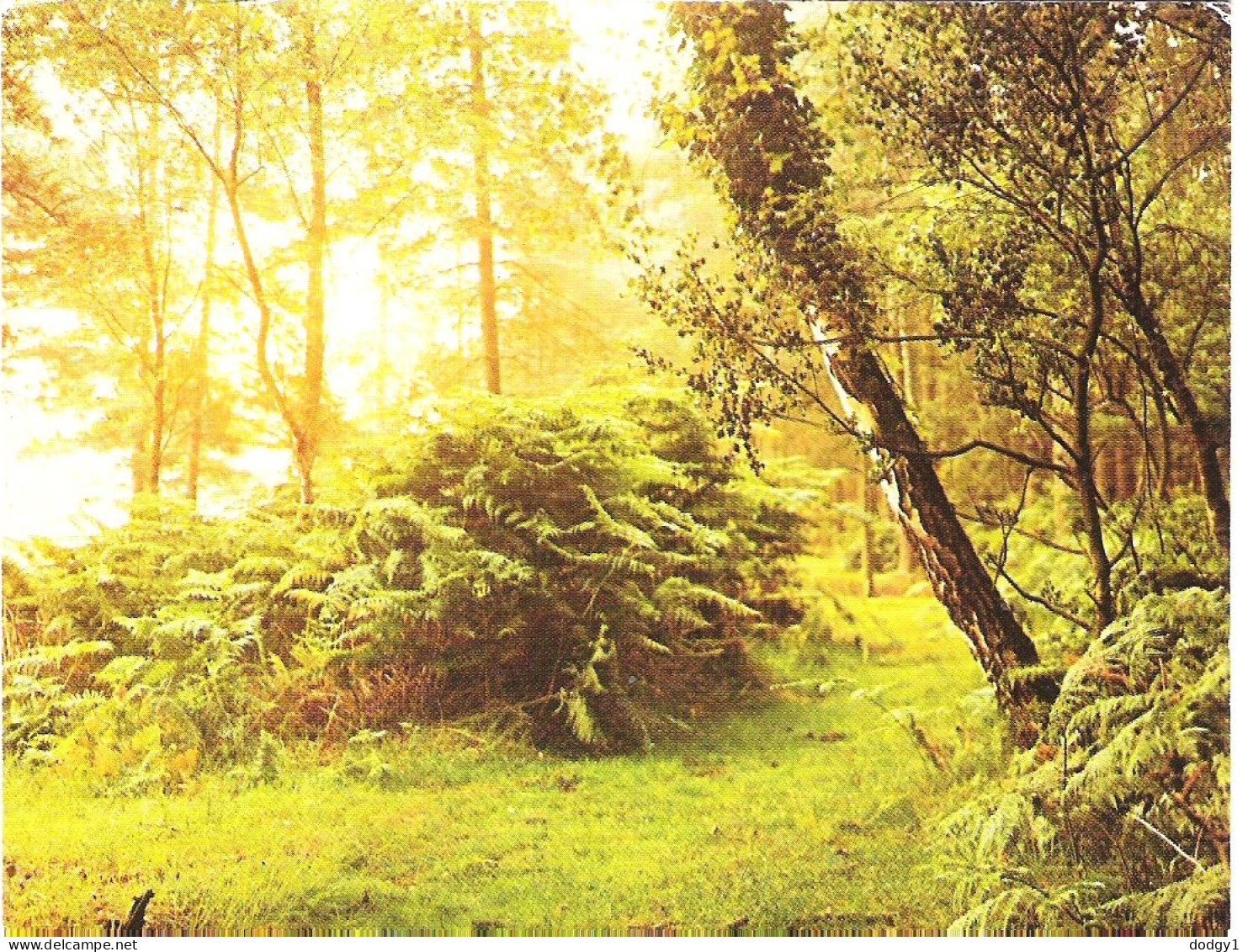 DAWN IN THE NEW FOREST, HAMPSHIRE. UNUSED POSTCARD M3 - Other & Unclassified