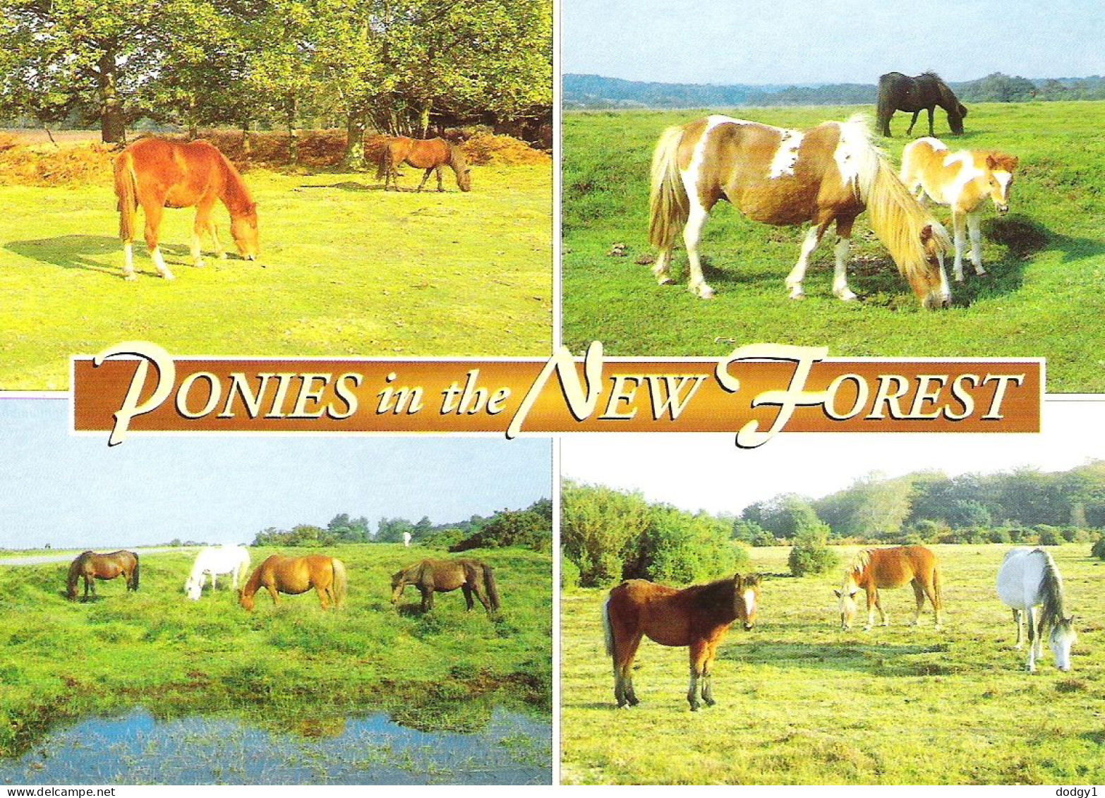 PONIES IN THE NEW FOREST, HAMPSHIRE. UNUSED POSTCARD M3 - Other & Unclassified