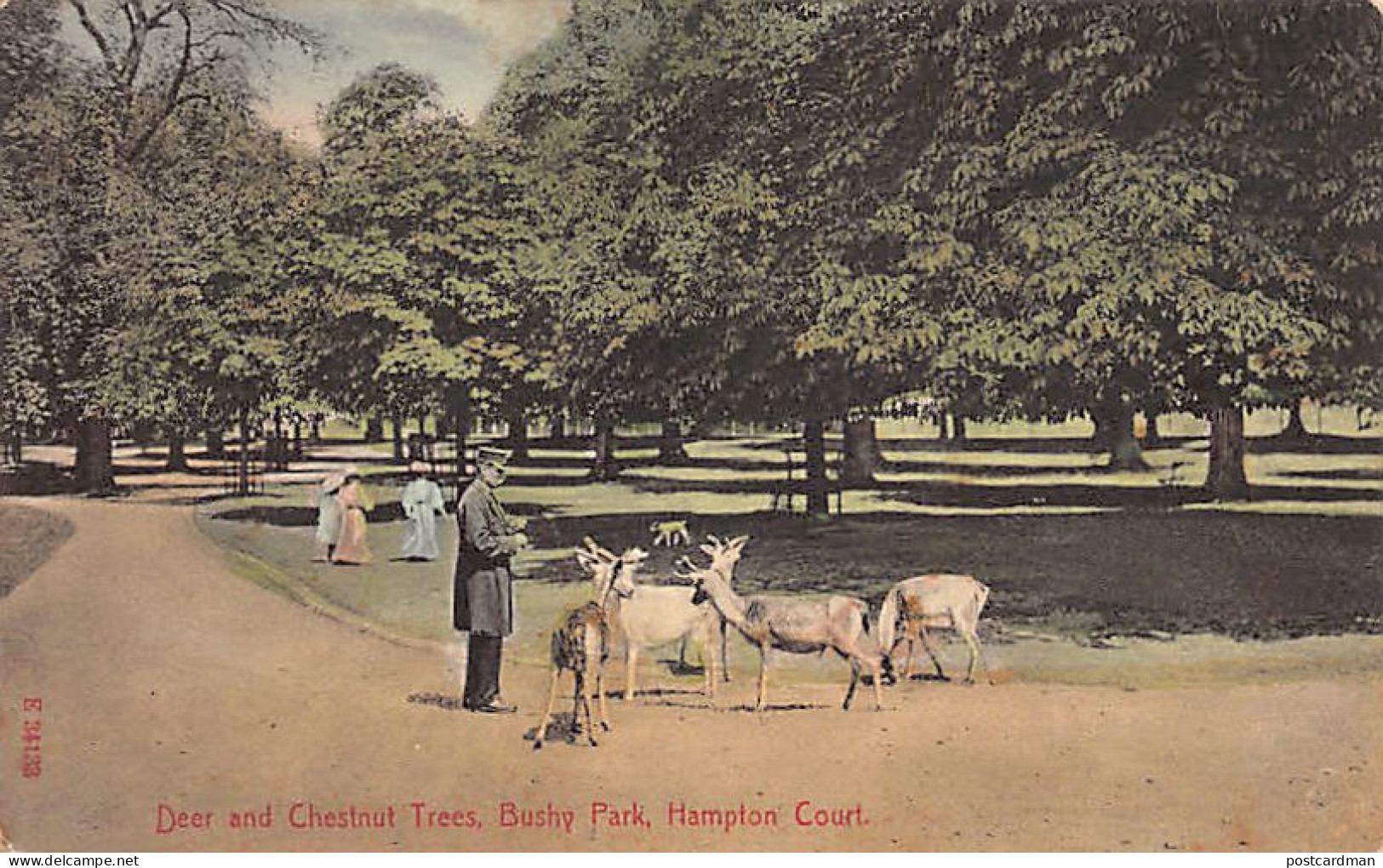 England - HAMPTON COURT (London) Deer And Chestnut Trees, Bushy Park - Hampton Court