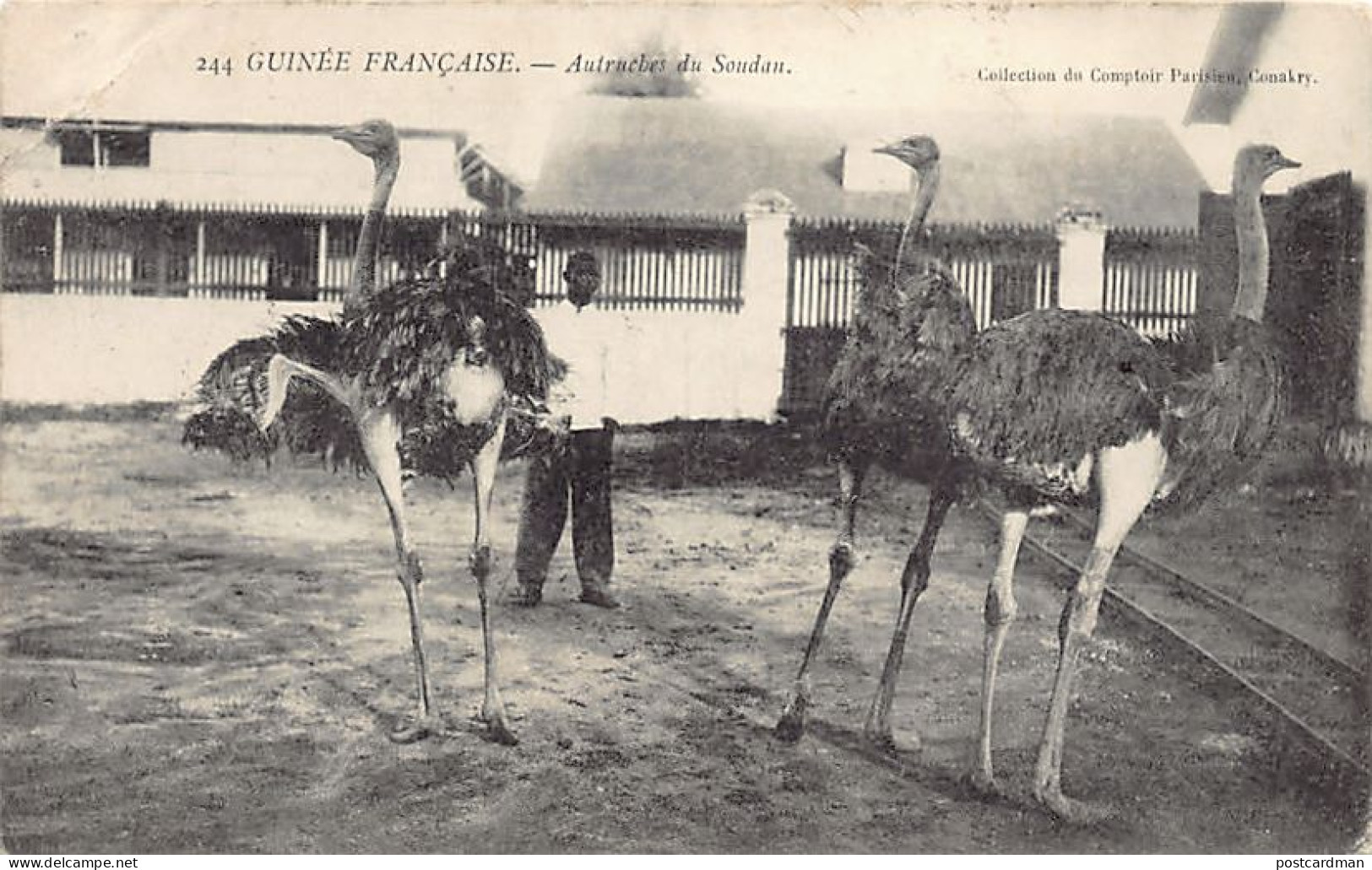 Guinée Conakry - Autruches Du Soudan - Ed. Comptoir Parisien 244 - French Guinea