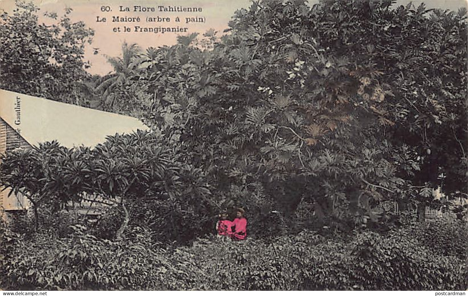 Polynésie - La Flore Tahitienne - Le Maloré (arbre à Pain) Et Le Frangipanier - Cliché Gauthier 60. - Polynésie Française