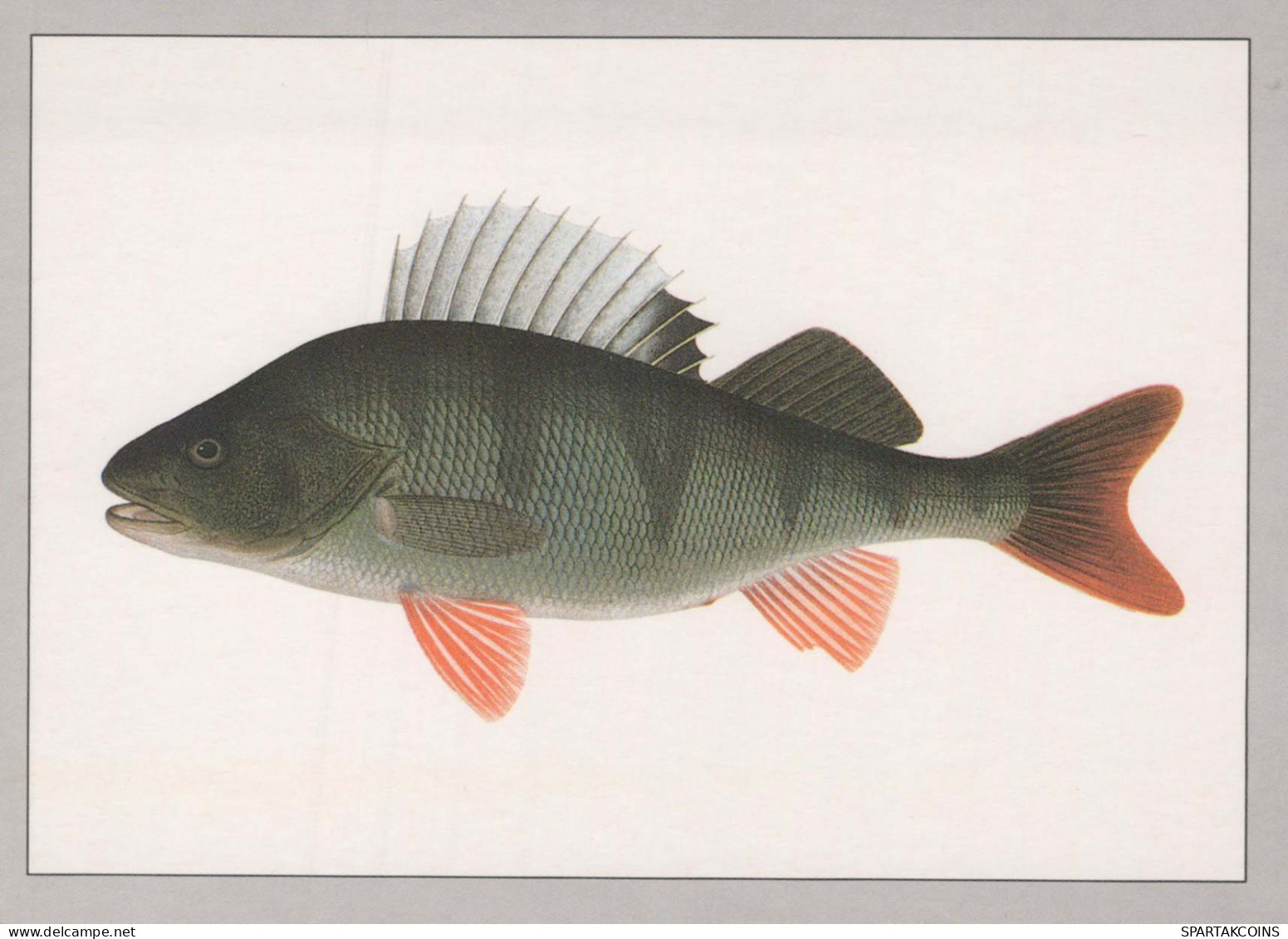 PESCE Animale Vintage Cartolina CPSM #PBS857.IT - Poissons Et Crustacés