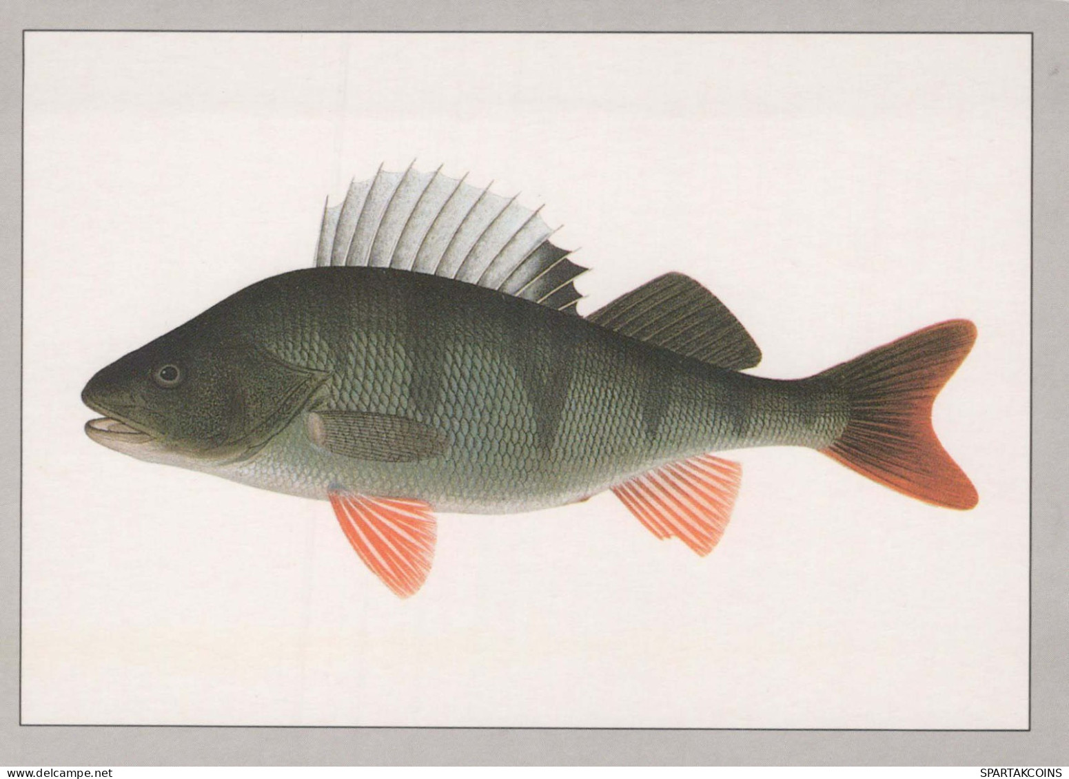 FISCH Tier Vintage Ansichtskarte Postkarte CPSM #PBS856.DE - Fische Und Schaltiere