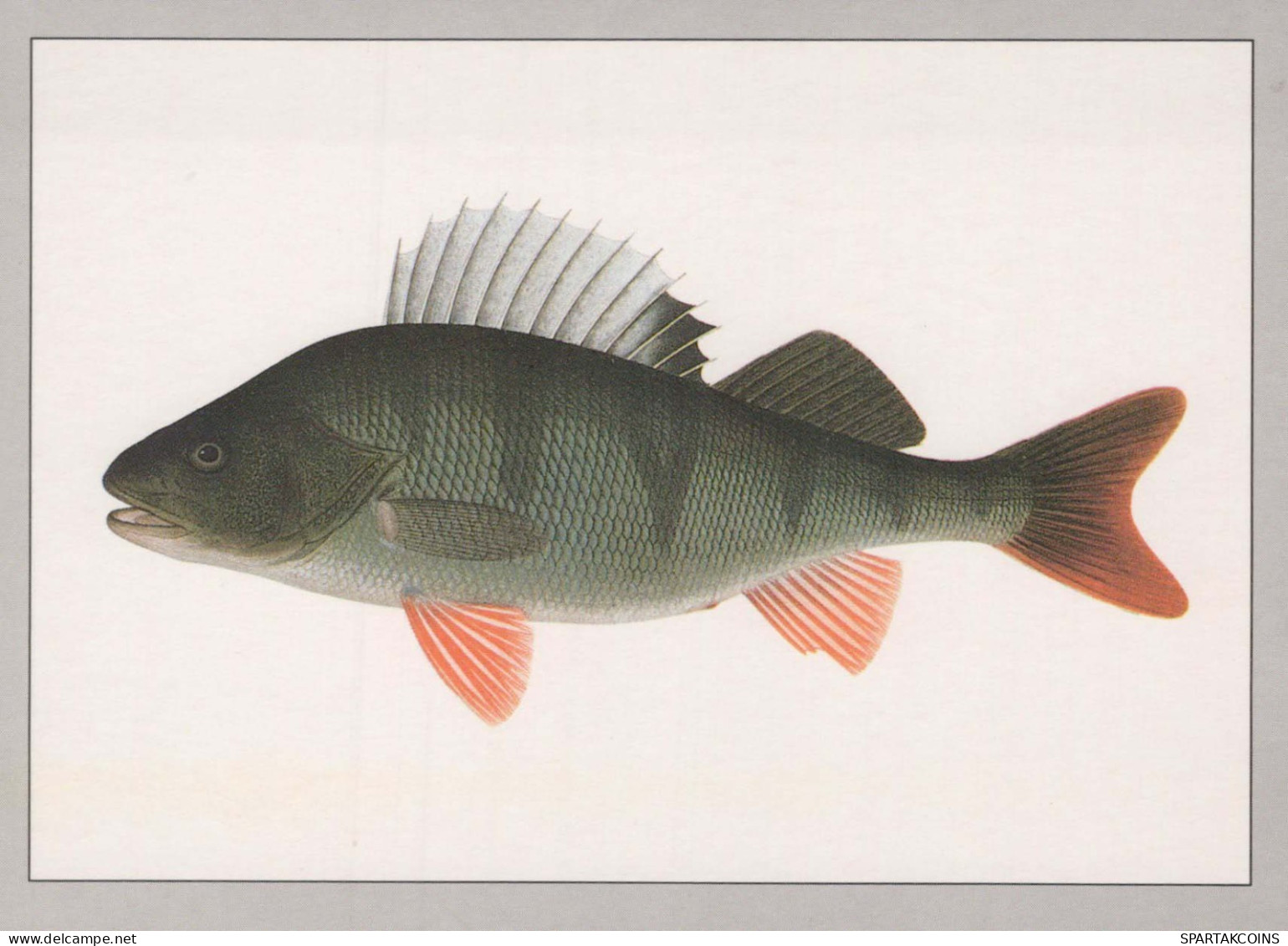 PESCADO Animales Vintage Tarjeta Postal CPSM #PBS854.ES - Vissen & Schaaldieren