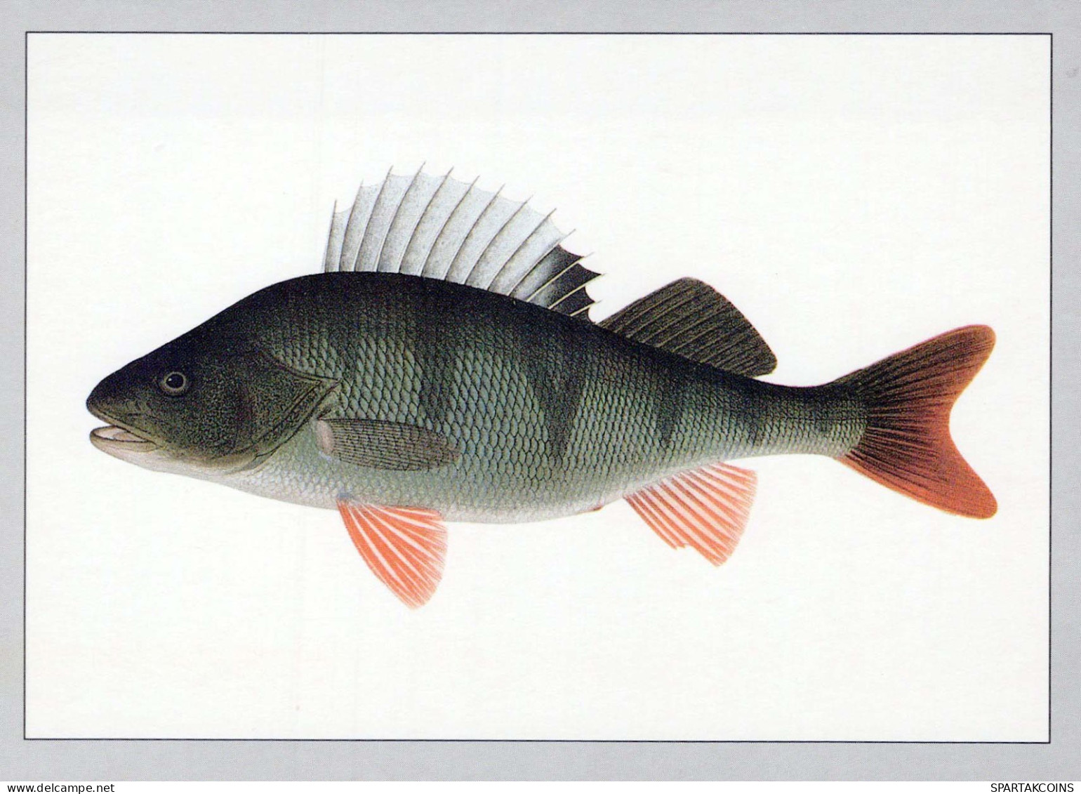 PESCADO Animales Vintage Tarjeta Postal CPSM #PBS854.ES - Fish & Shellfish