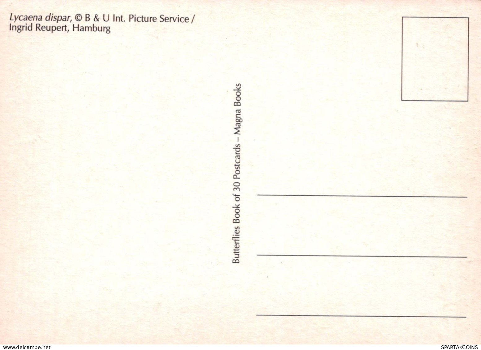 PAPILLONS Vintage Carte Postale CPSM #PBZ914.FR - Vlinders