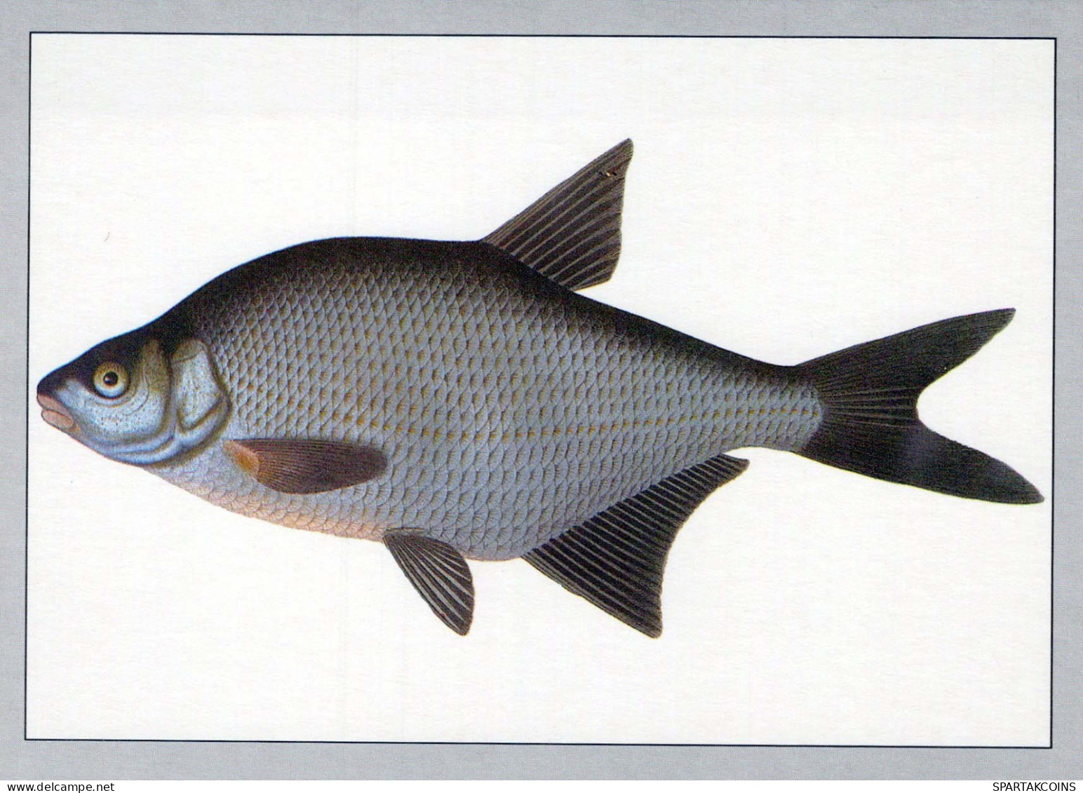 POISSON Animaux Vintage Carte Postale CPSM #PBS855.FR - Poissons Et Crustacés