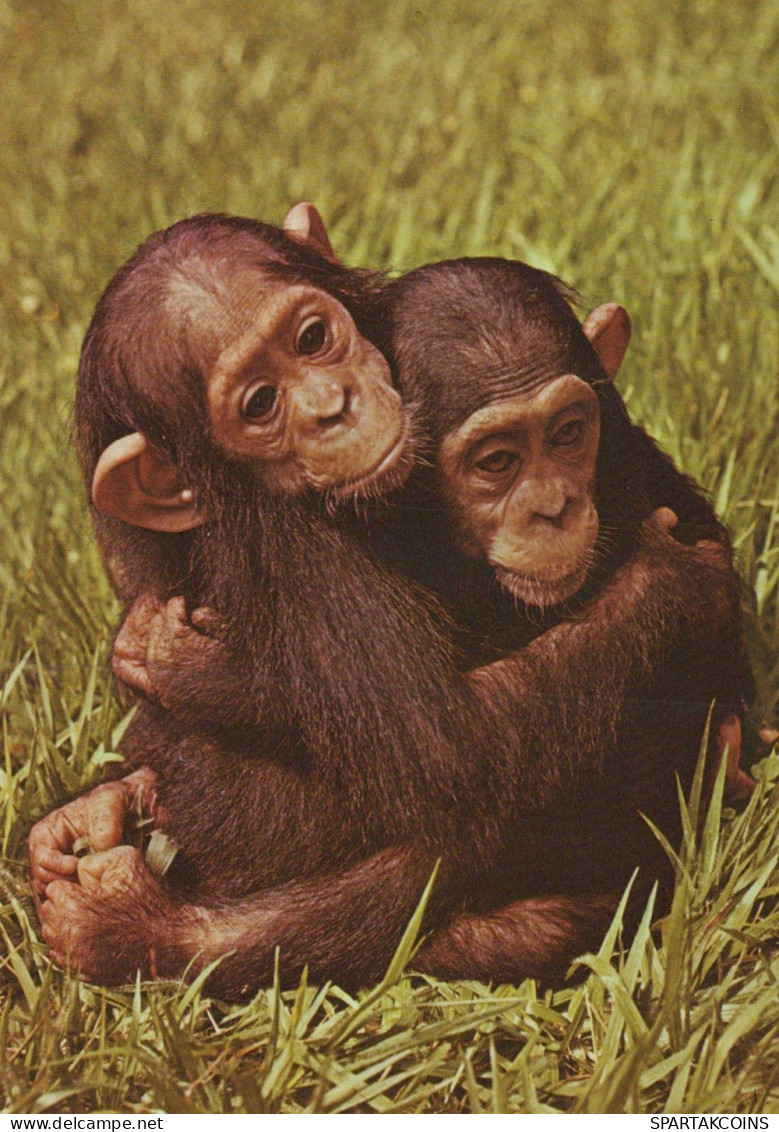 SINGE Animaux Vintage Carte Postale CPSM #PAN999.FR - Singes