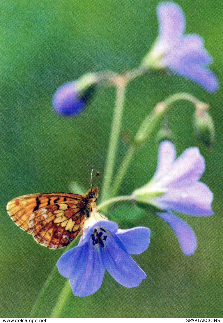 BUTTERFLIES Animals Vintage Postcard CPSM #PBS456.GB - Vlinders