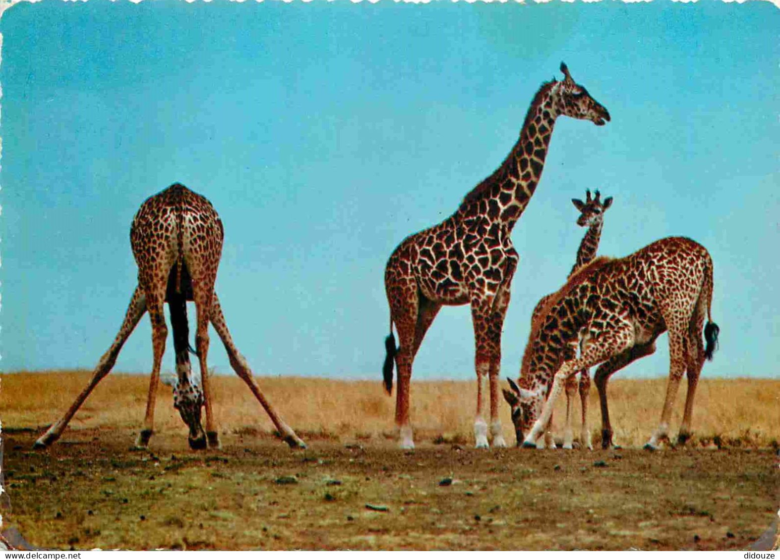 Animaux - Girafes - Carte Dentelée - CPSM Grand Format - Voir Scans Recto-Verso - Girafes