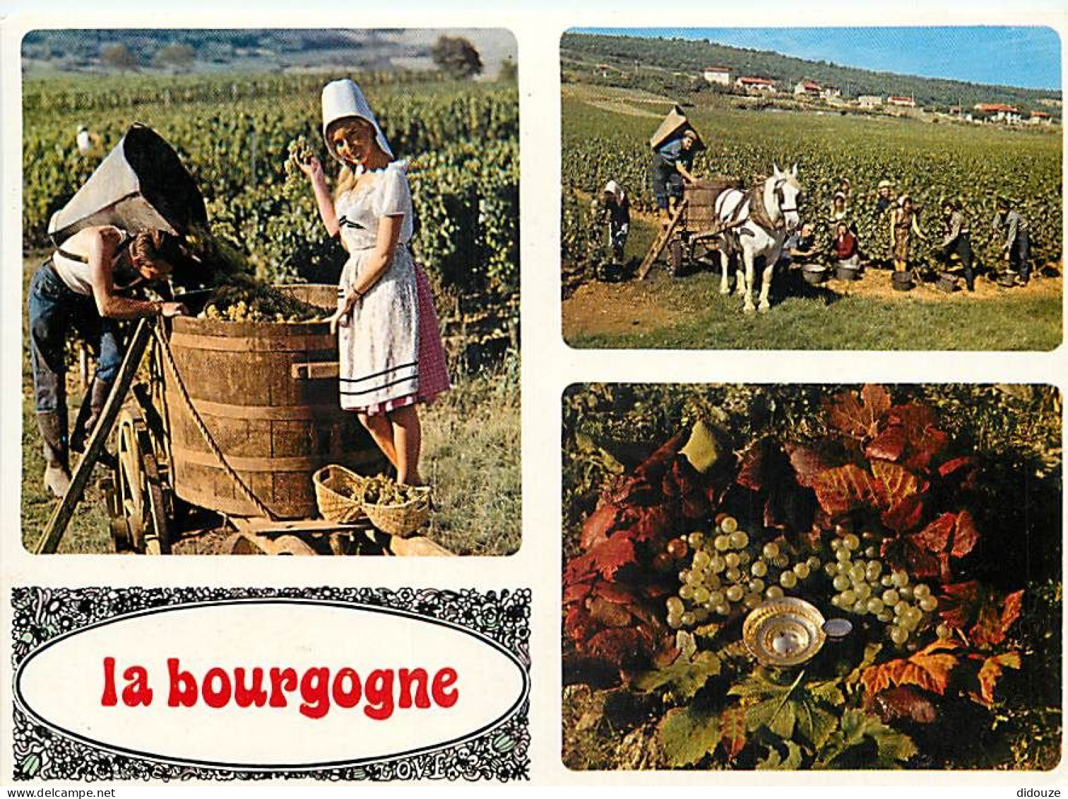 Vignes - Bourgogne - Multivues - Vendanges - CPM - Voir Scans Recto-Verso - Vignes