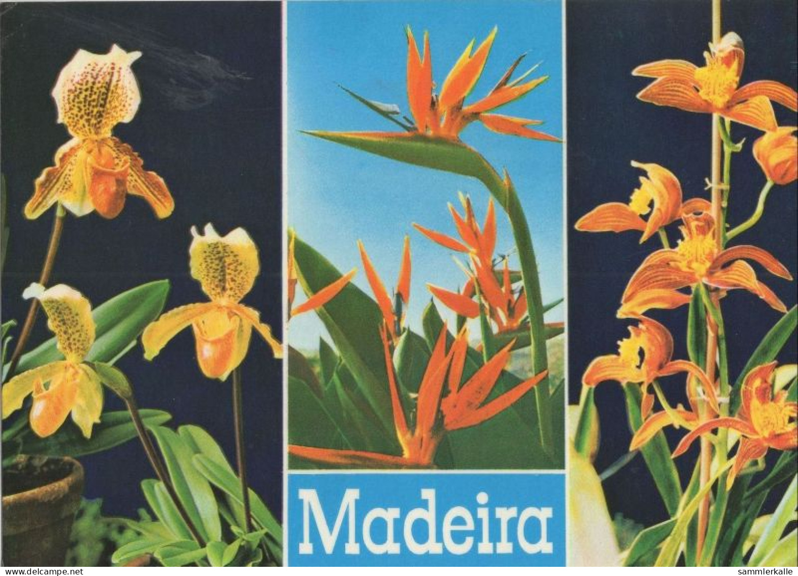 135200 - Madeira - Portugal - Blumen - Madeira