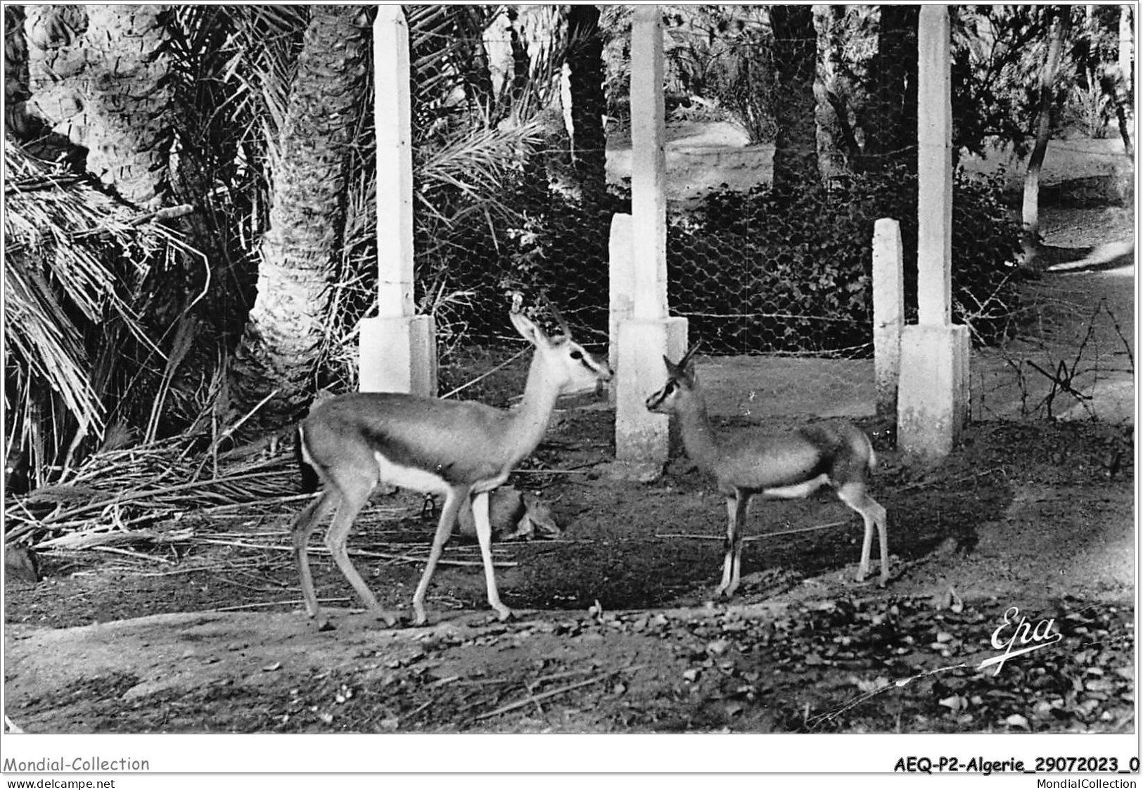 AEQP2-ALGERIE-0088 - COLOMB-BECHAR - Les Gazelles Du Jardin Public - Bechar (Colomb Béchar)