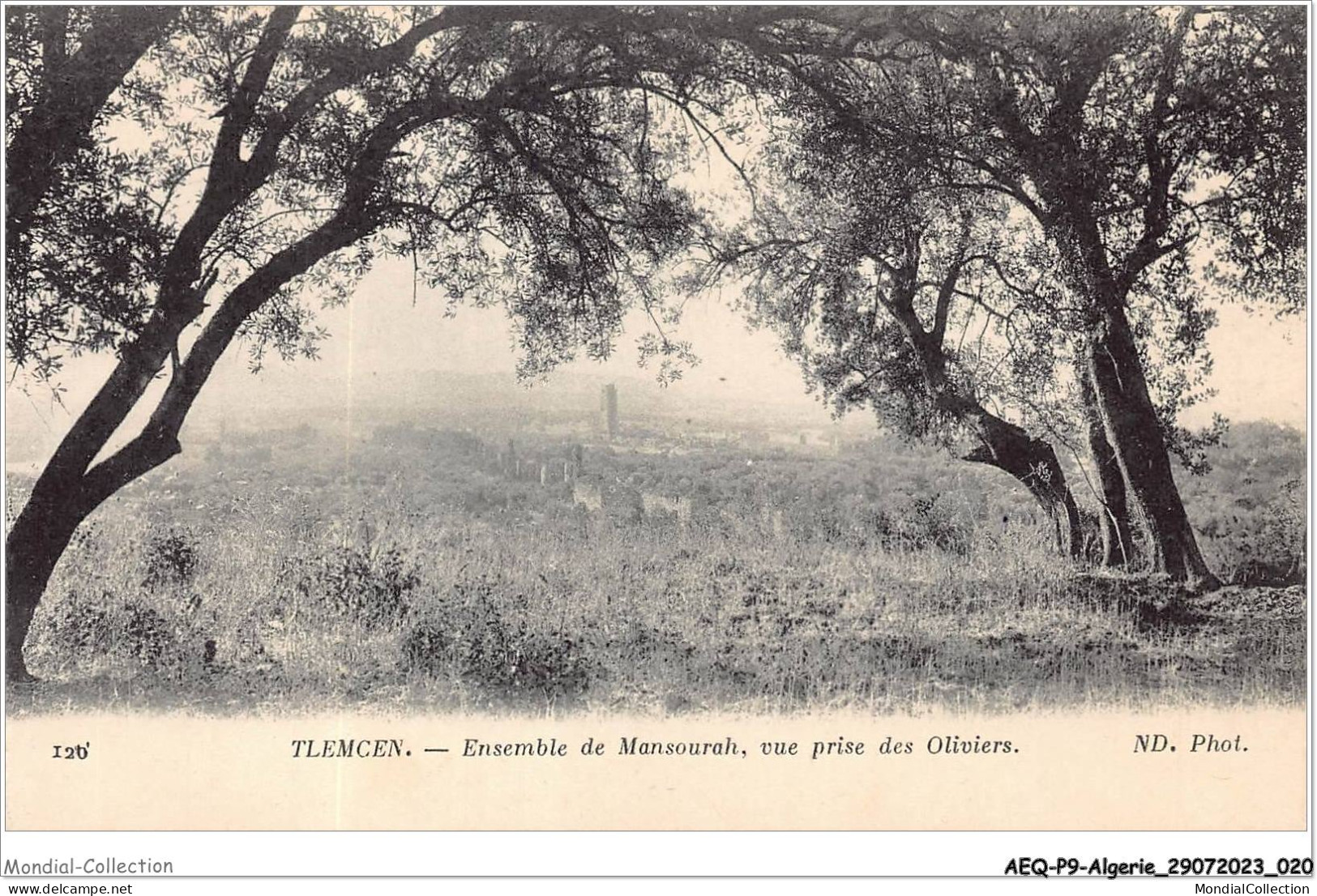 AEQP9-ALGERIE-0755 - Tlemcen - Ensemble De Mansourah - Vue Prise Des Oliviers - Tlemcen