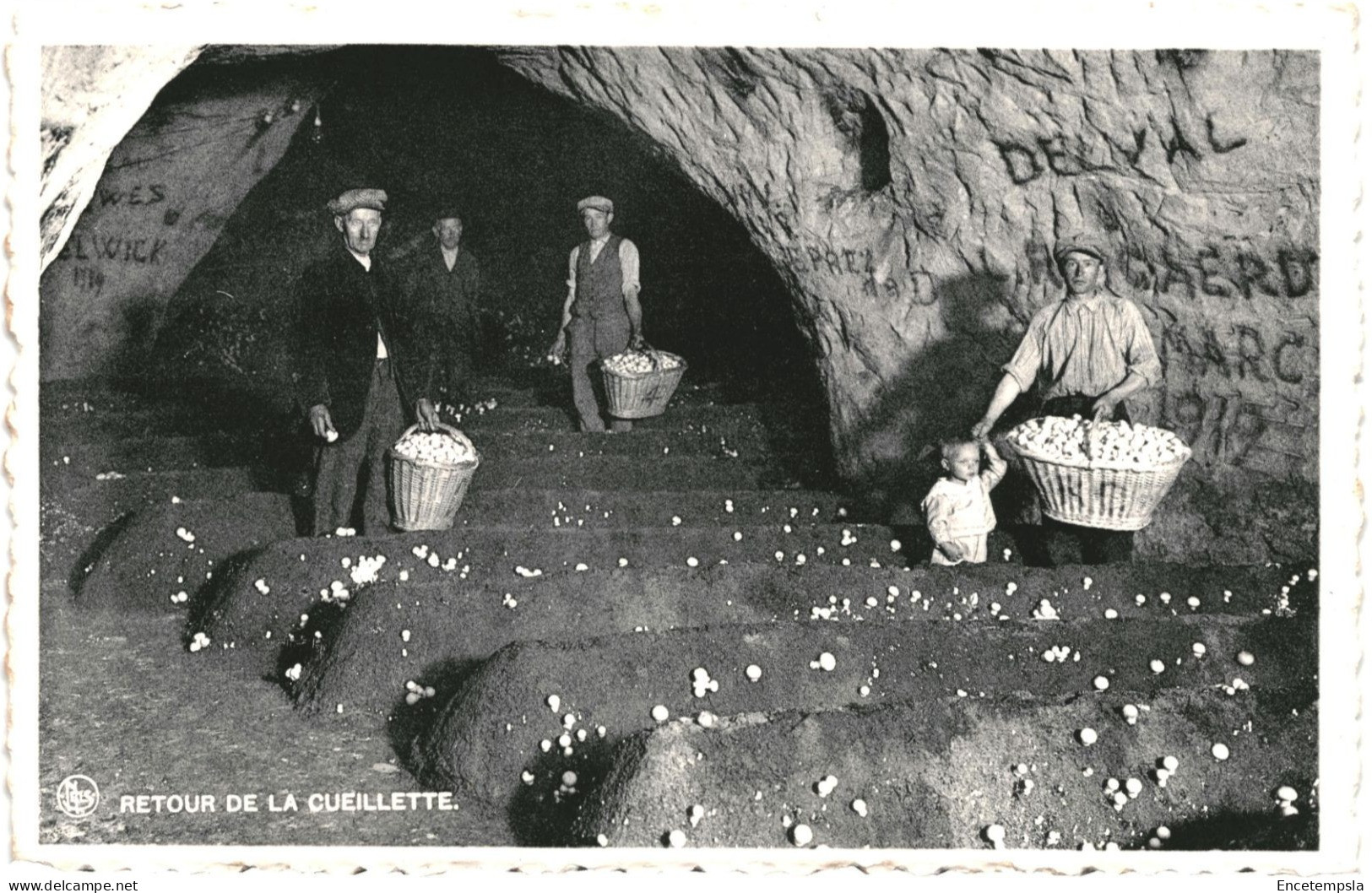 CPA Carte Postale Belgique Folx-les-Caves Champignonnière Retour De La Cueillette    VM79658 - Orp-Jauche