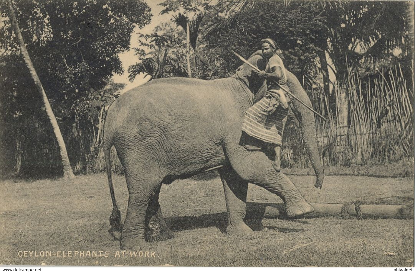 1915 CEYLON , T.P. CIRCULADA A KOBE ( JAPÓN ) , " ELEPHANTS AT WORK " , YV. 181 , GEORGE V - Ceylon (...-1947)